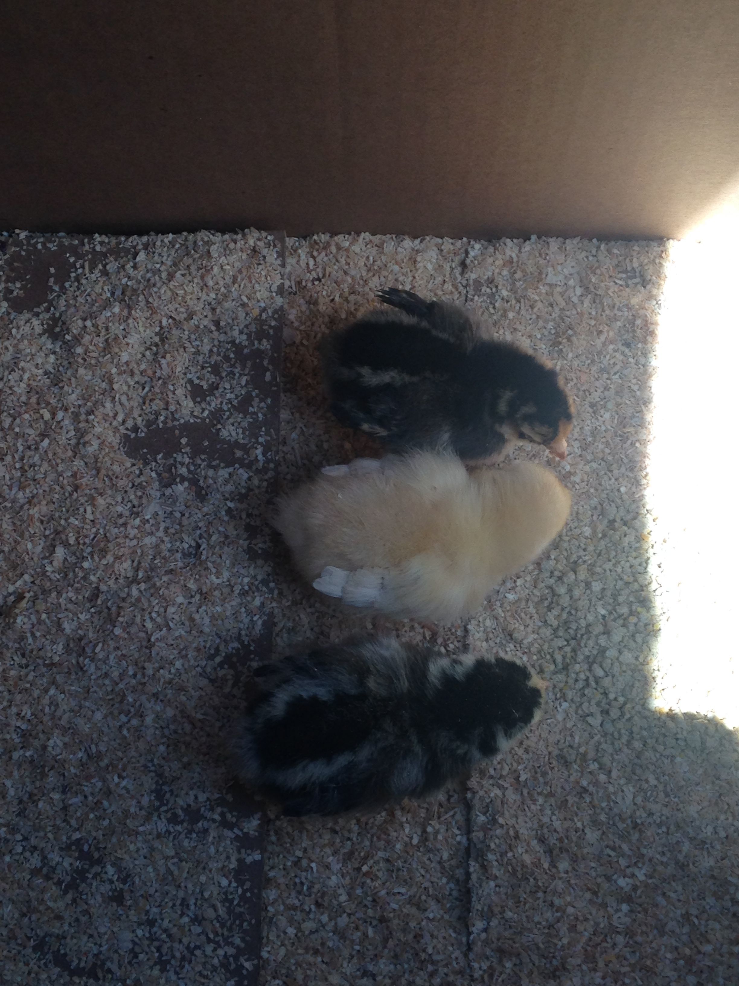 2ish months ago. Gold/Silver laced wyandottes paired with a buff orpington