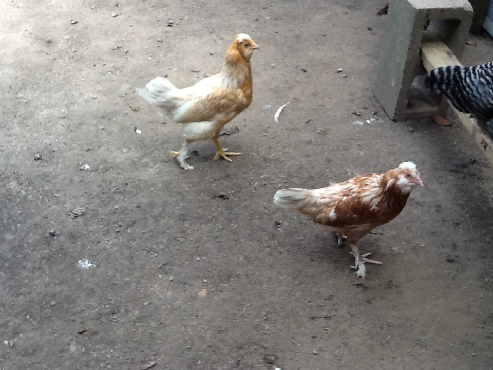 2nd and 3rd pullets