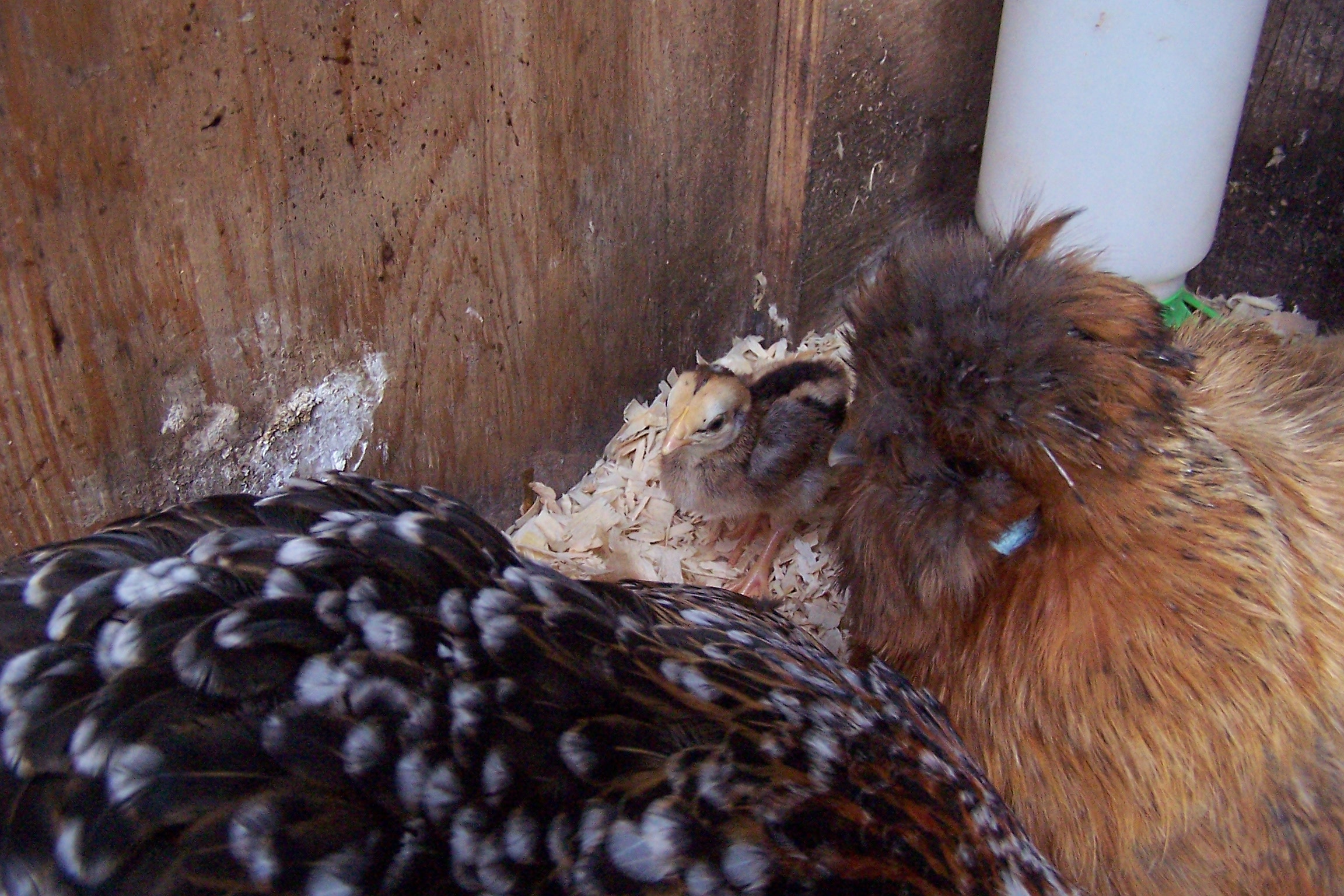 2nd Barnevelder/CL....looks to be a boy as well :/