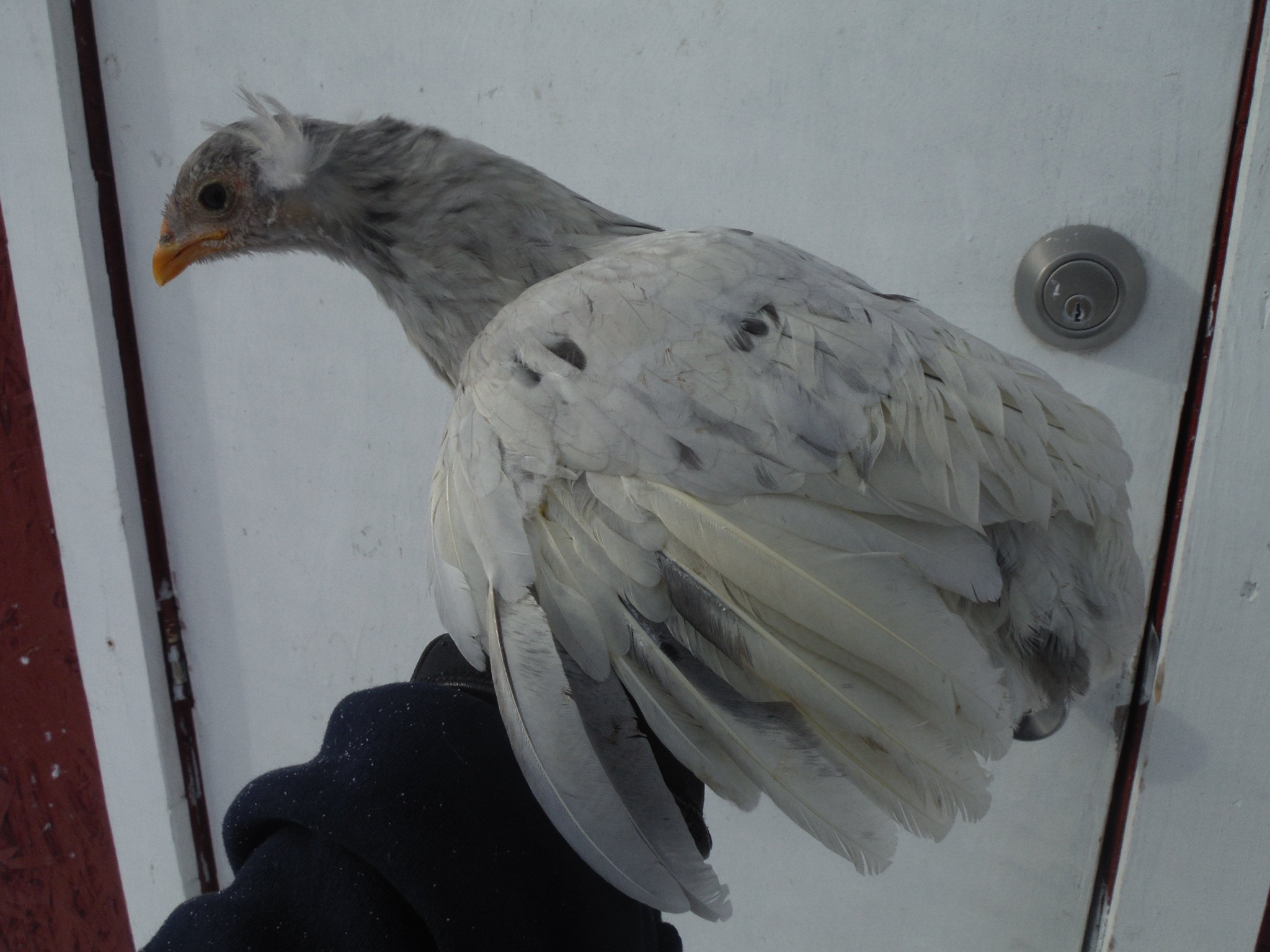 2nd bird, pullet. Double tufted/rumpless. Keeper!
