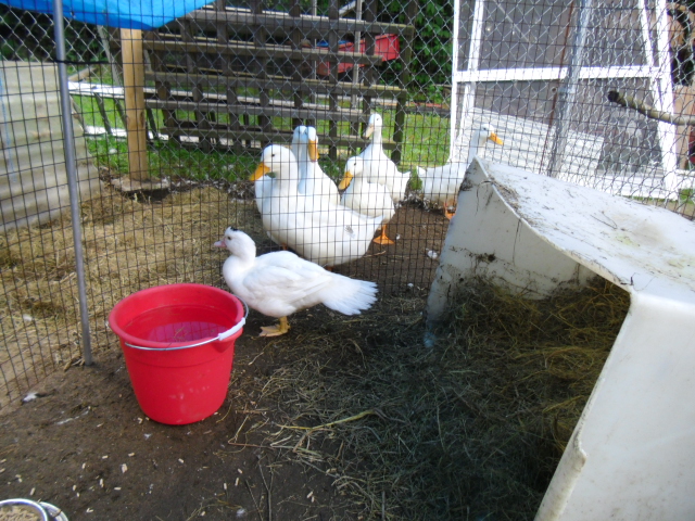 2nd day with the girls.  She's coming out tomorrow cuz she follows them around like a shadow and their always at her side!