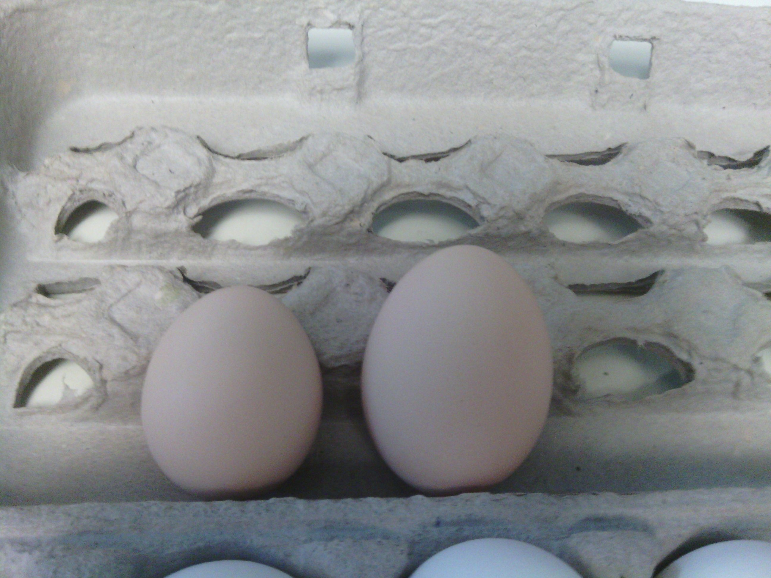 2nd egg (left) next to 3rd egg