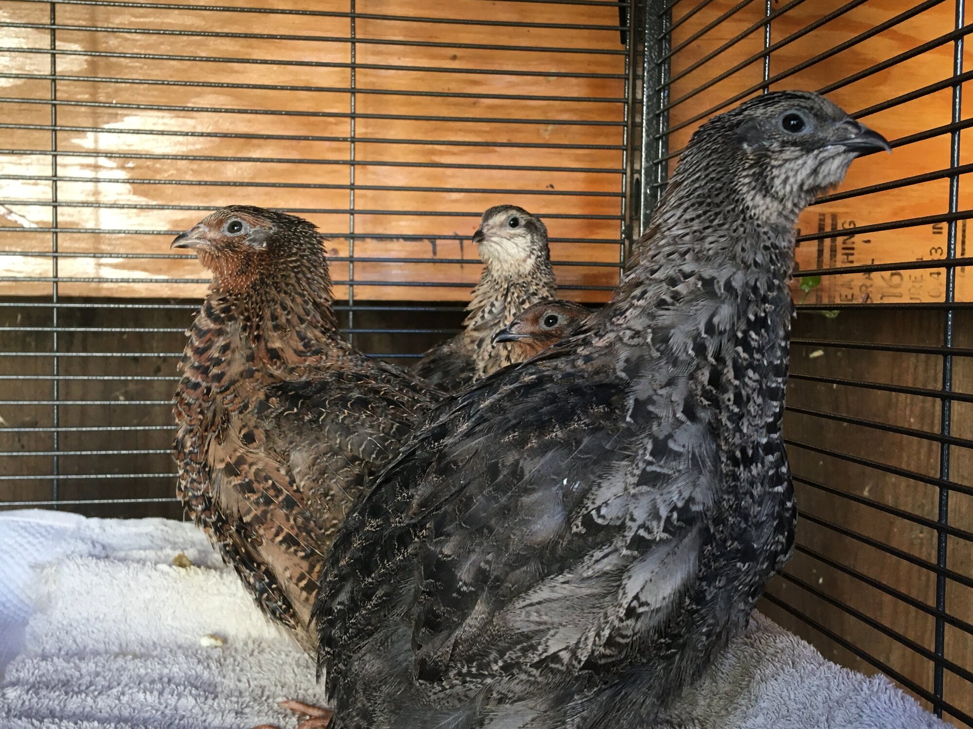 2nd generation quail