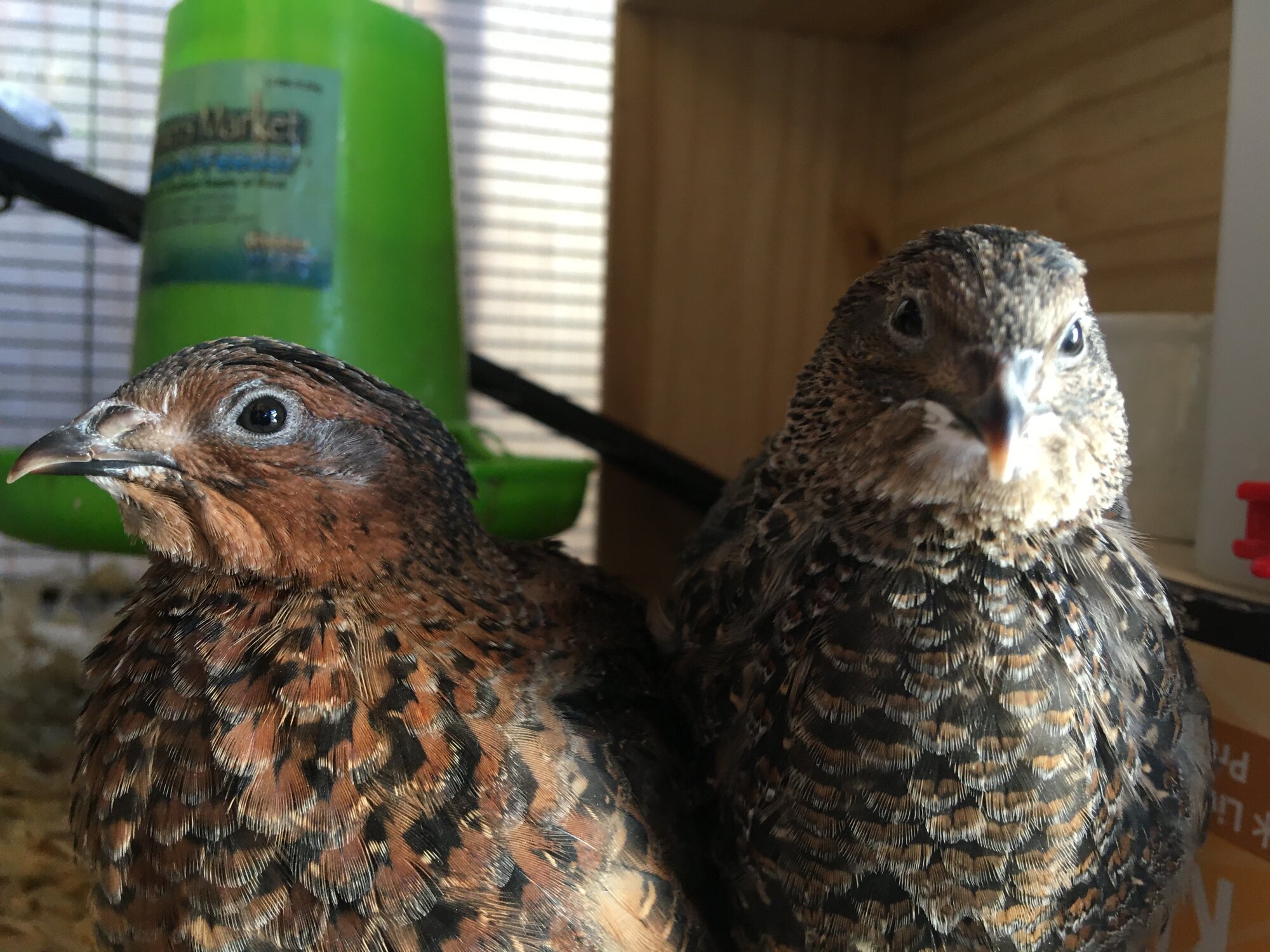 2nd generation quail