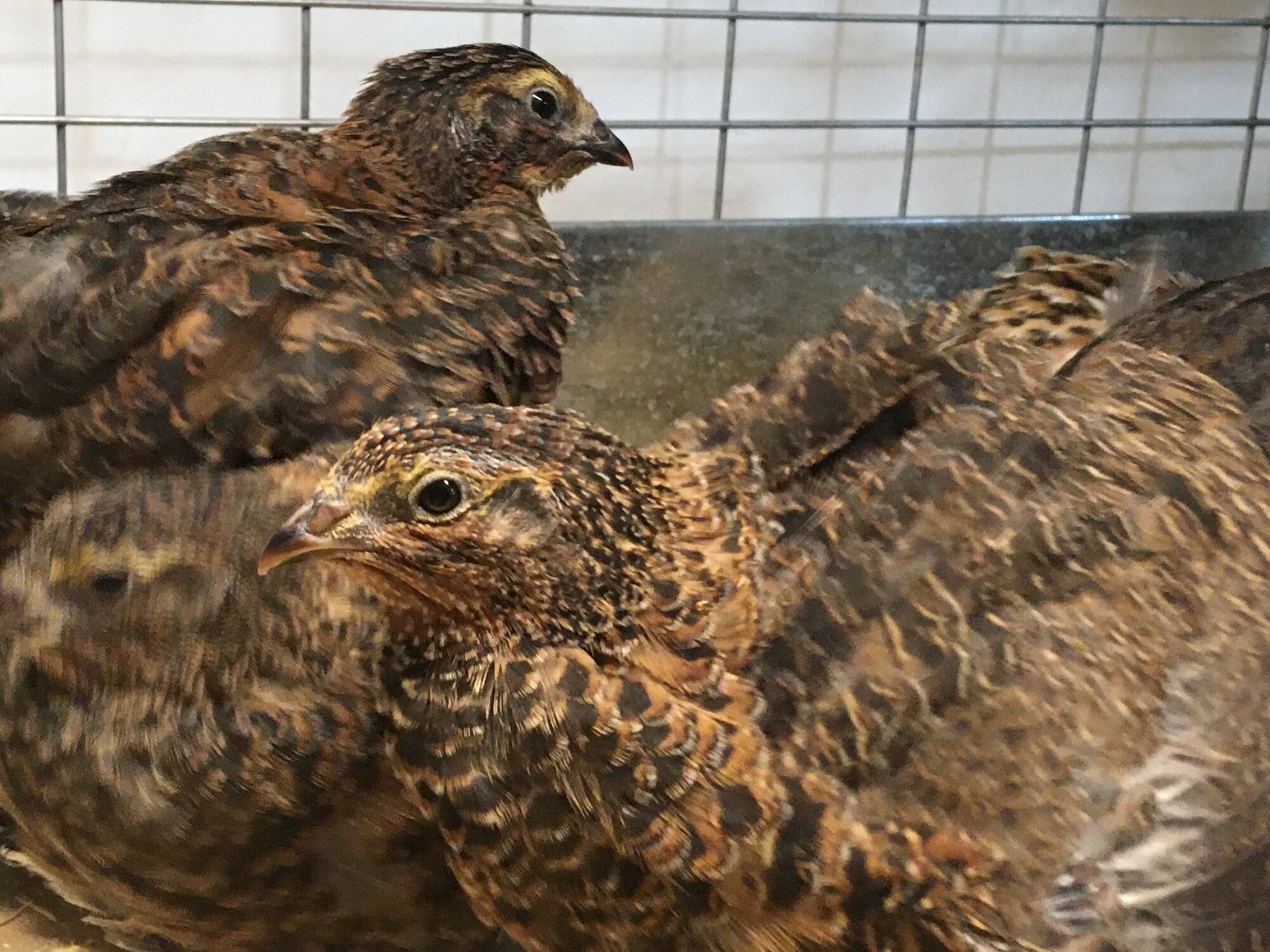 2nd generation quail