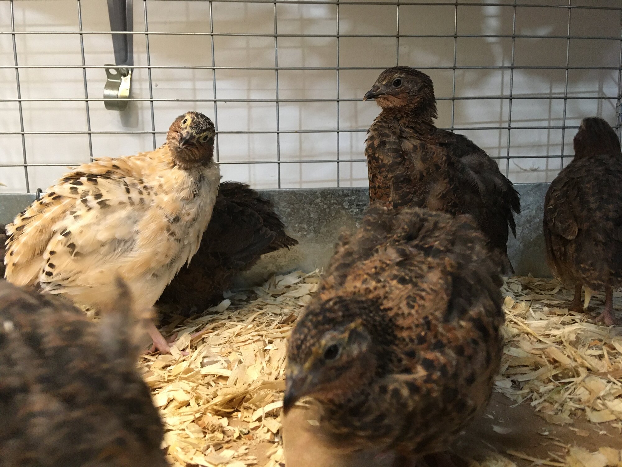 2nd generation quail