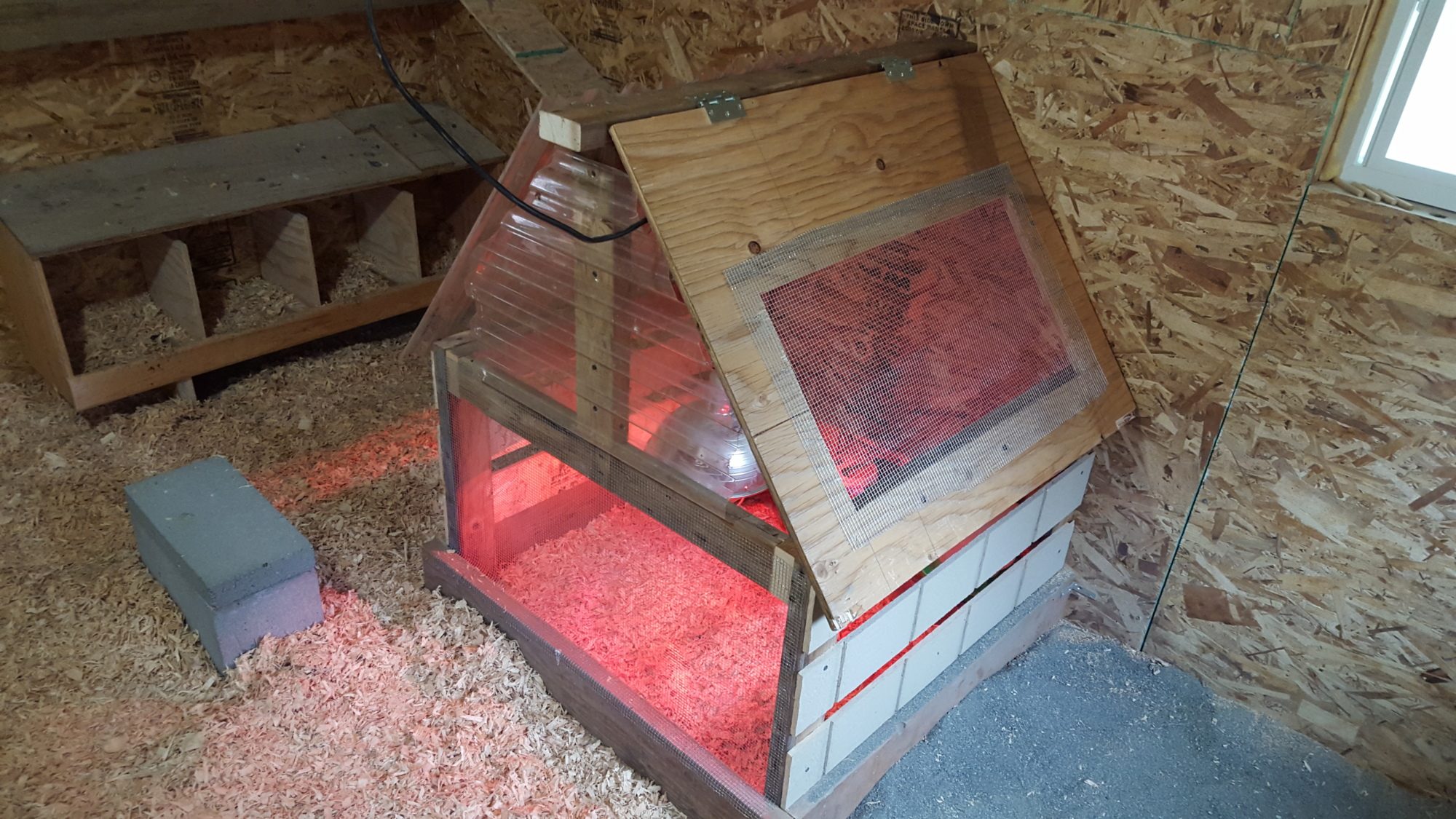2nd group of chicks got a home.