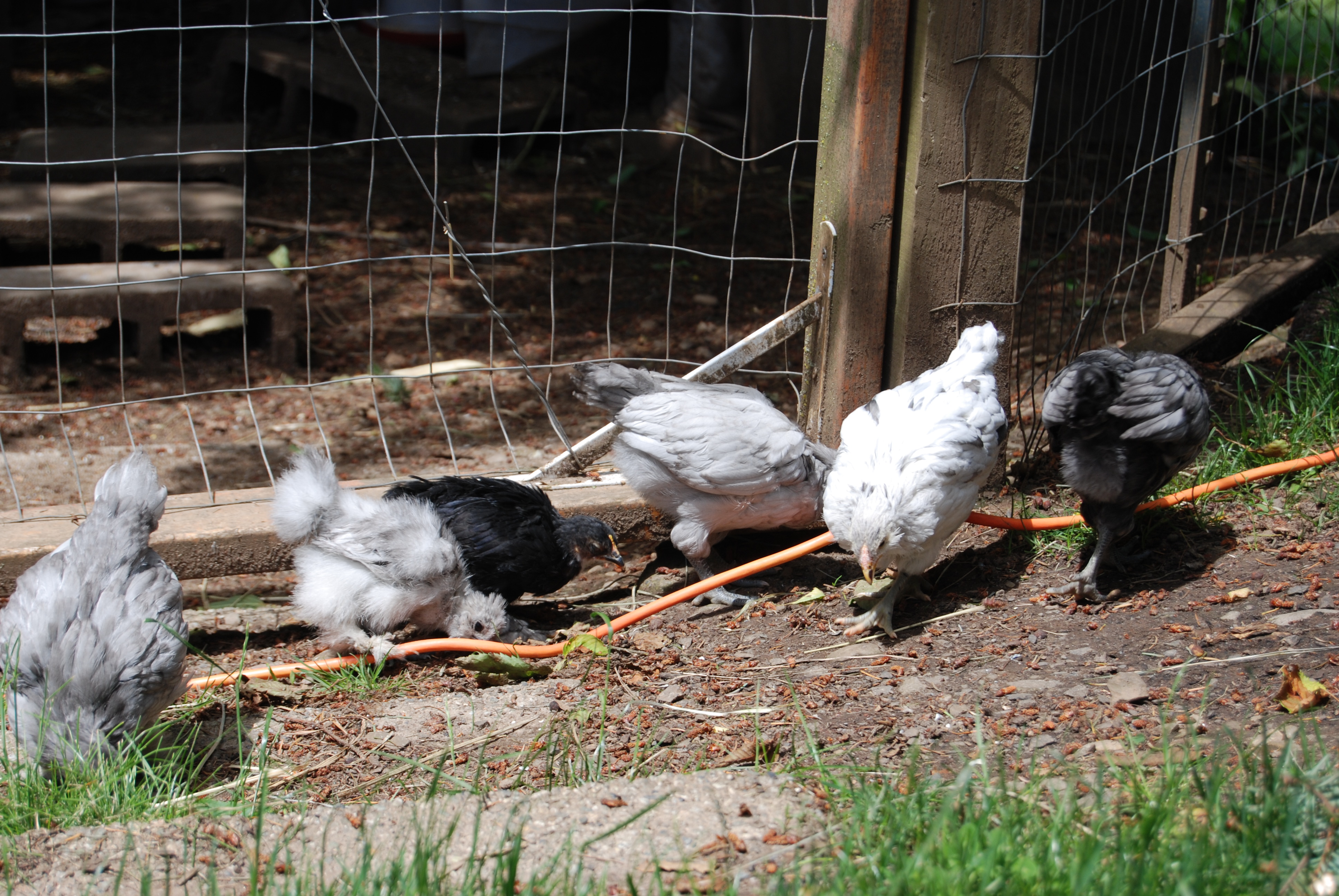 2nd hatch...6 weeks old exploring yard.