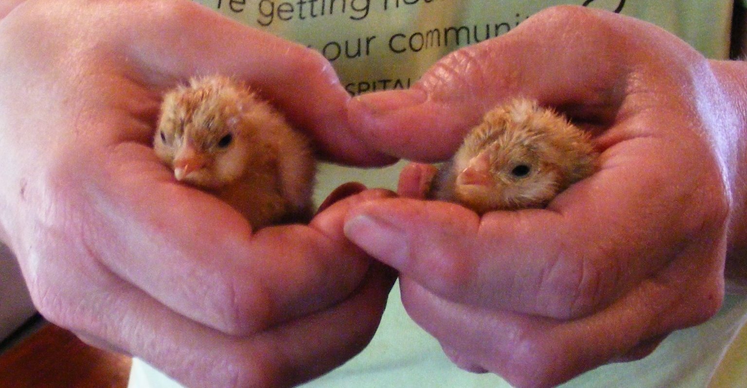 2nd hatching of D'Uccles