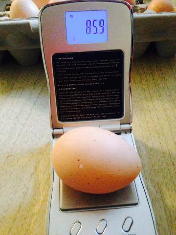 2nd Largest egg gift from our Dixie Rainbow