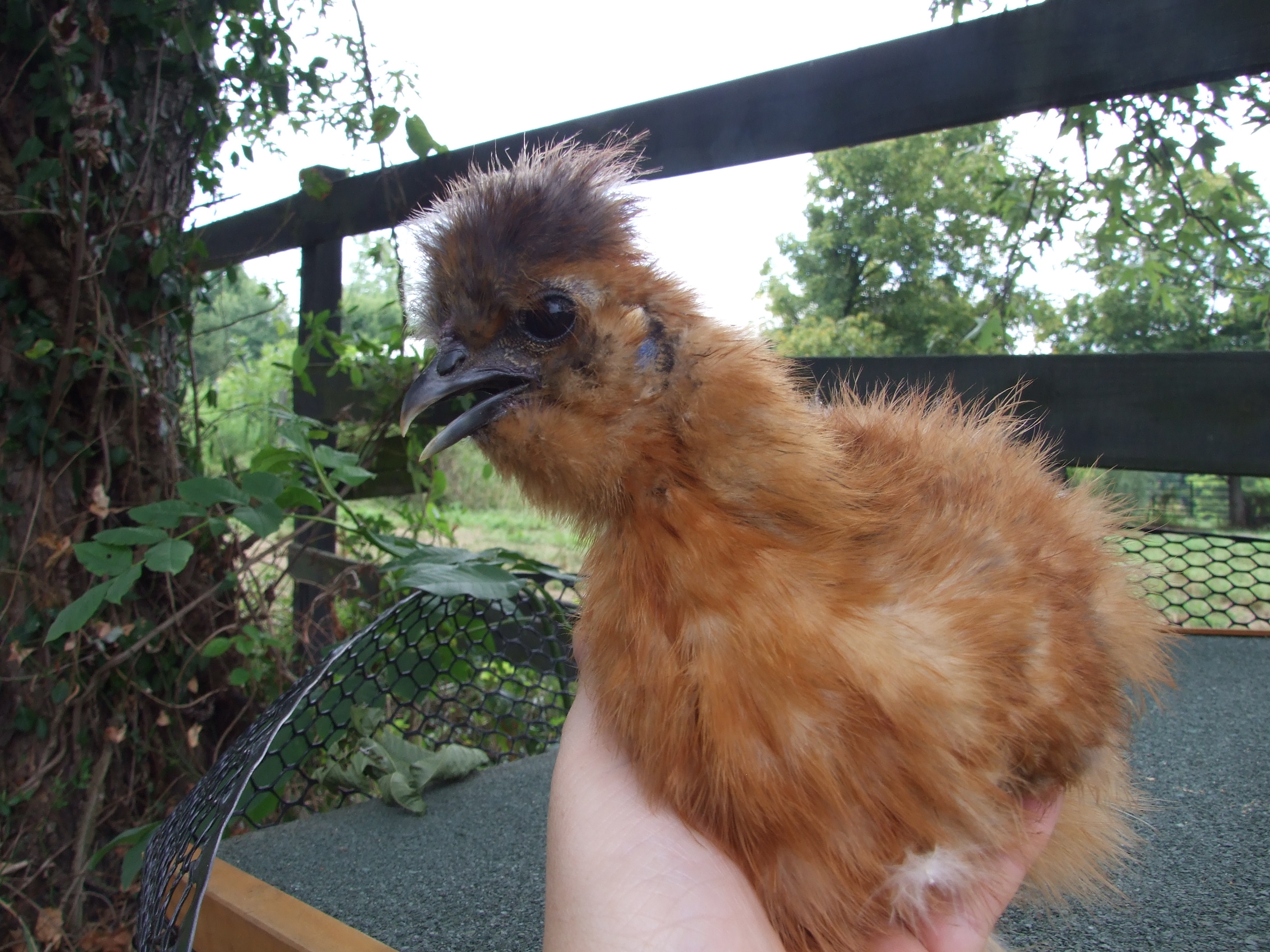 2nd partridge cockerel