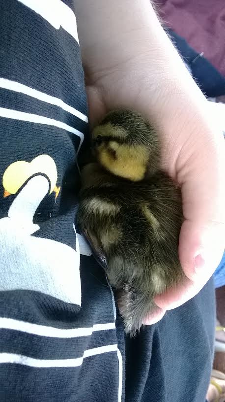2nd Pic of Nugget