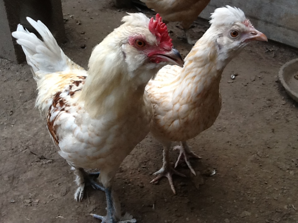 2nd roo and 4th pullet