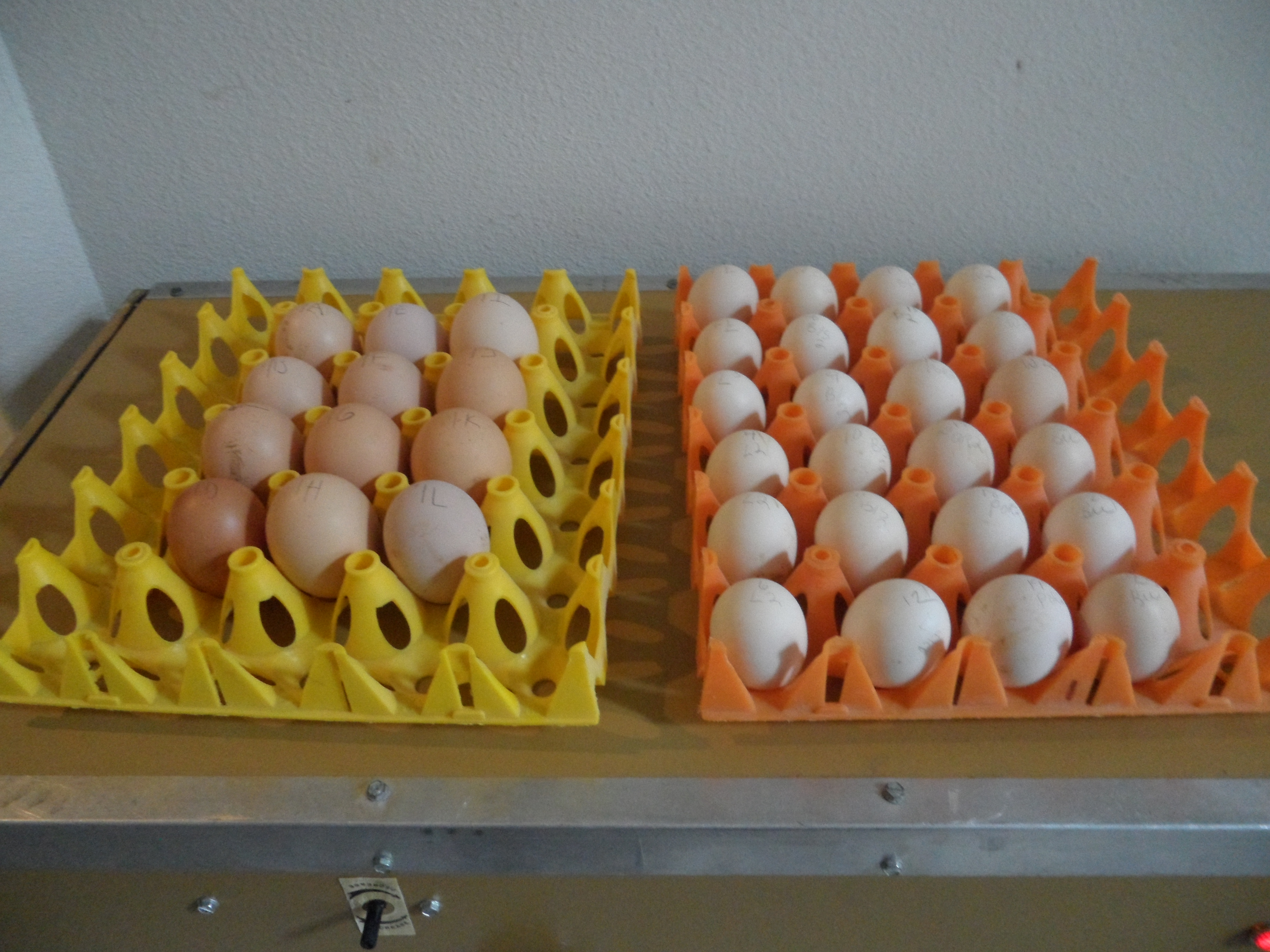 2nd set of eggs finally arrived today, 12/12. In the bator they go. 12 Blk. Orpington and 24 Catdance Silkies.