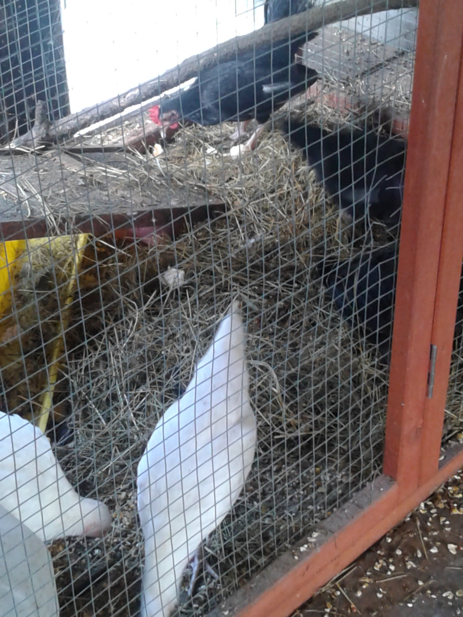 2nd side of Banty's coop