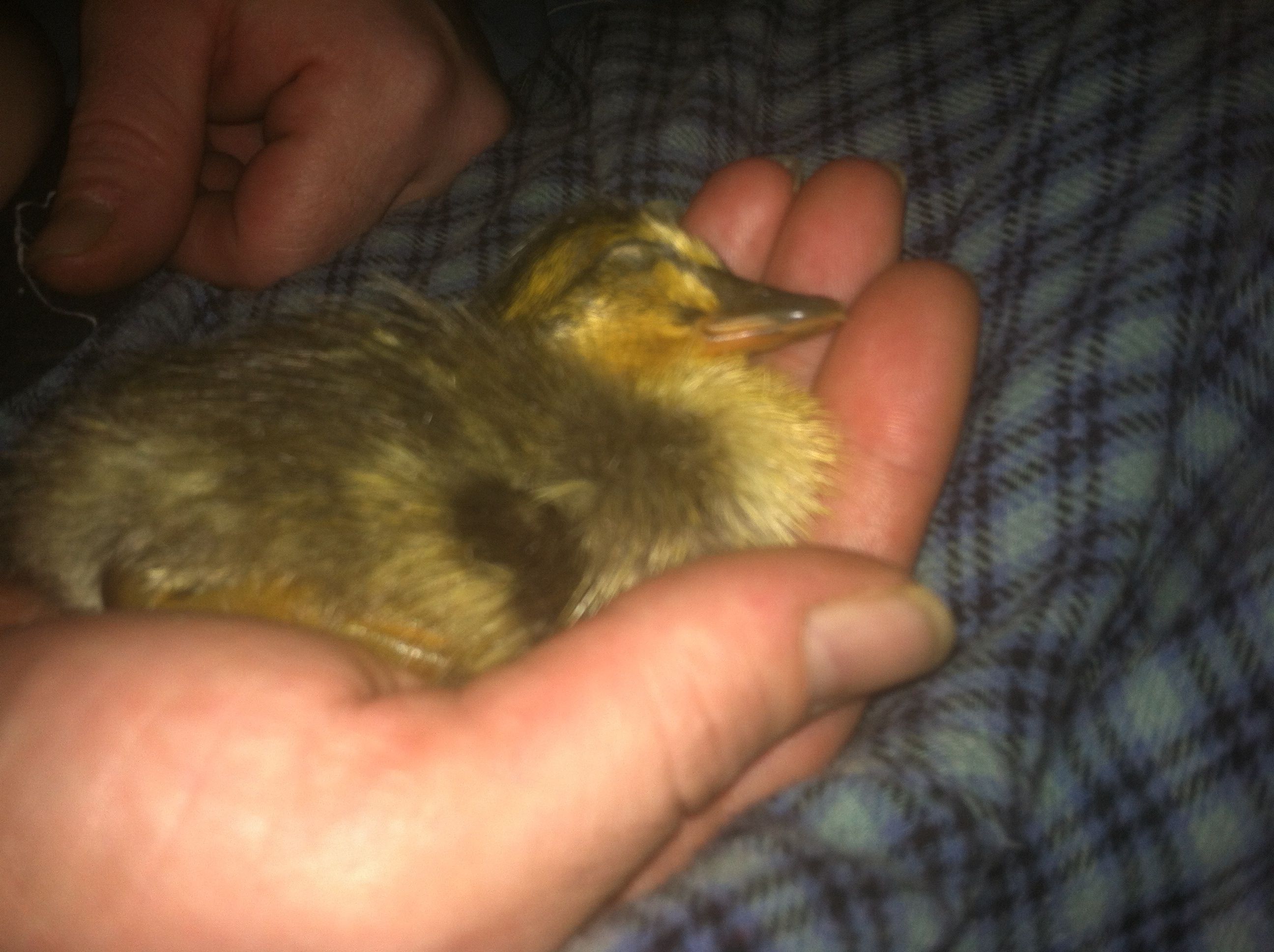 2nd trout runner hatched