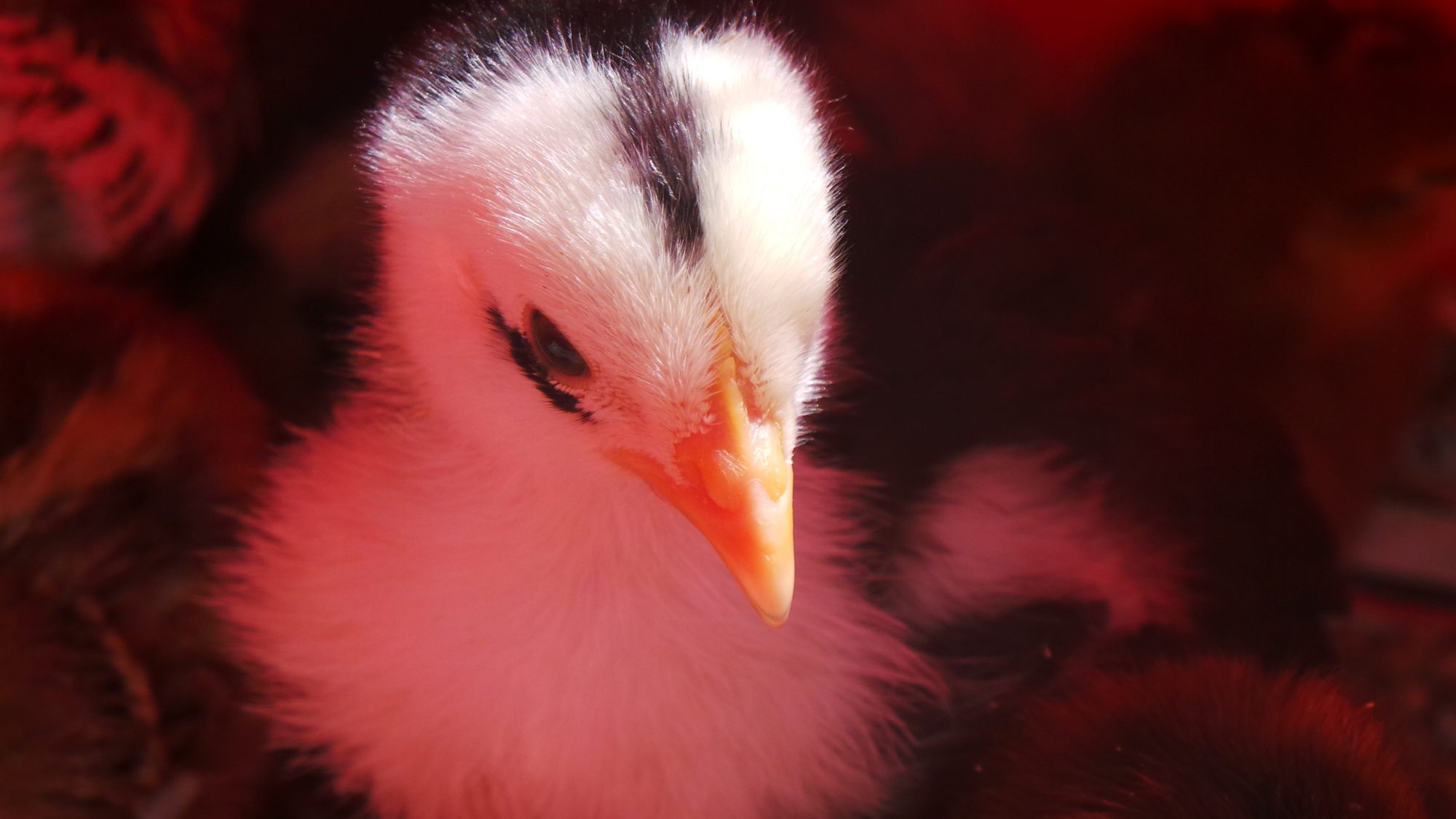 2week old Storm.