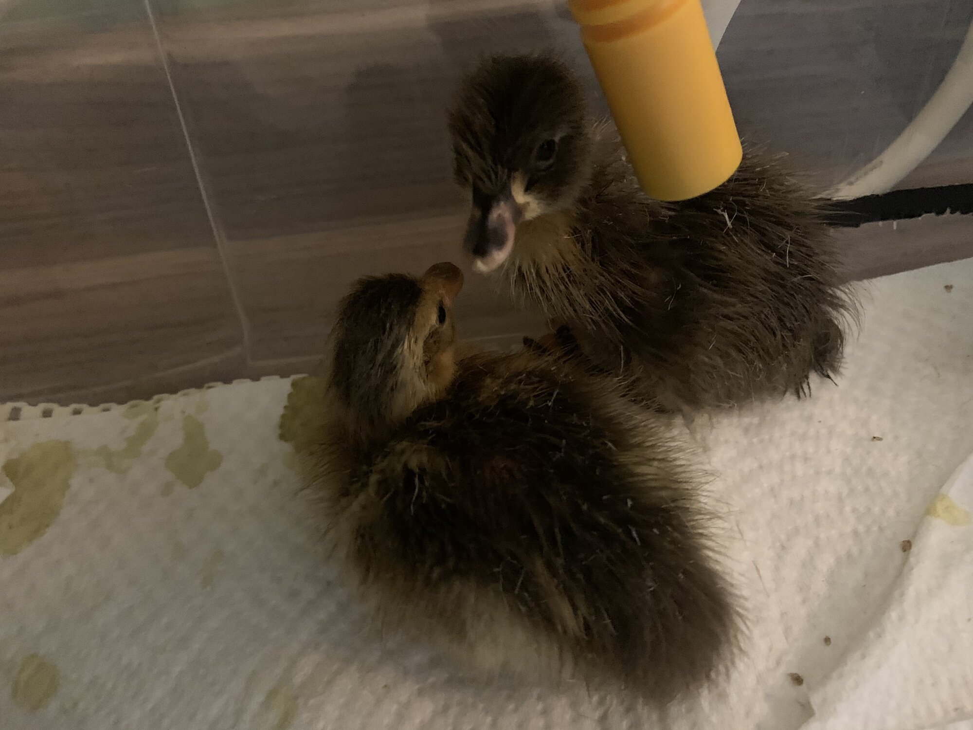 2x runner duck hatchling