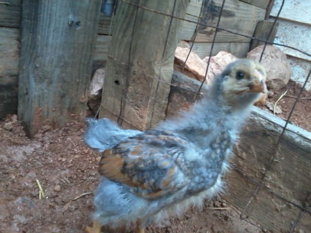 3 1/2 weeks cockerel