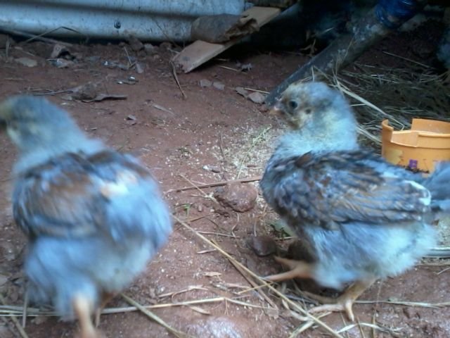 3 1/2 weeks cockerels