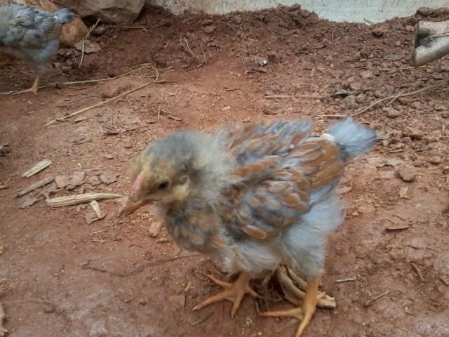3 1/2 weeks old cockerel "buddy"
