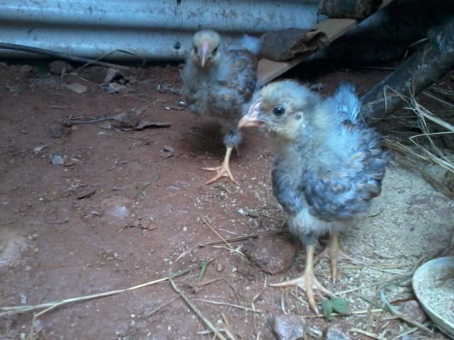 3 1/2 weeks old cockerels