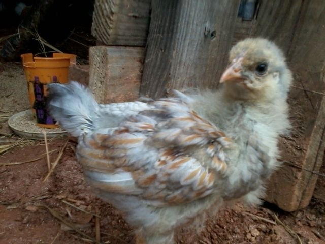 3 1/2 weeks pullet