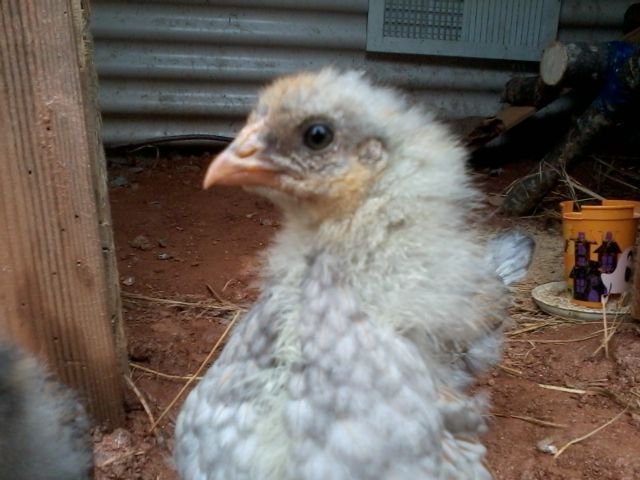 3 1/2 weeks pullet