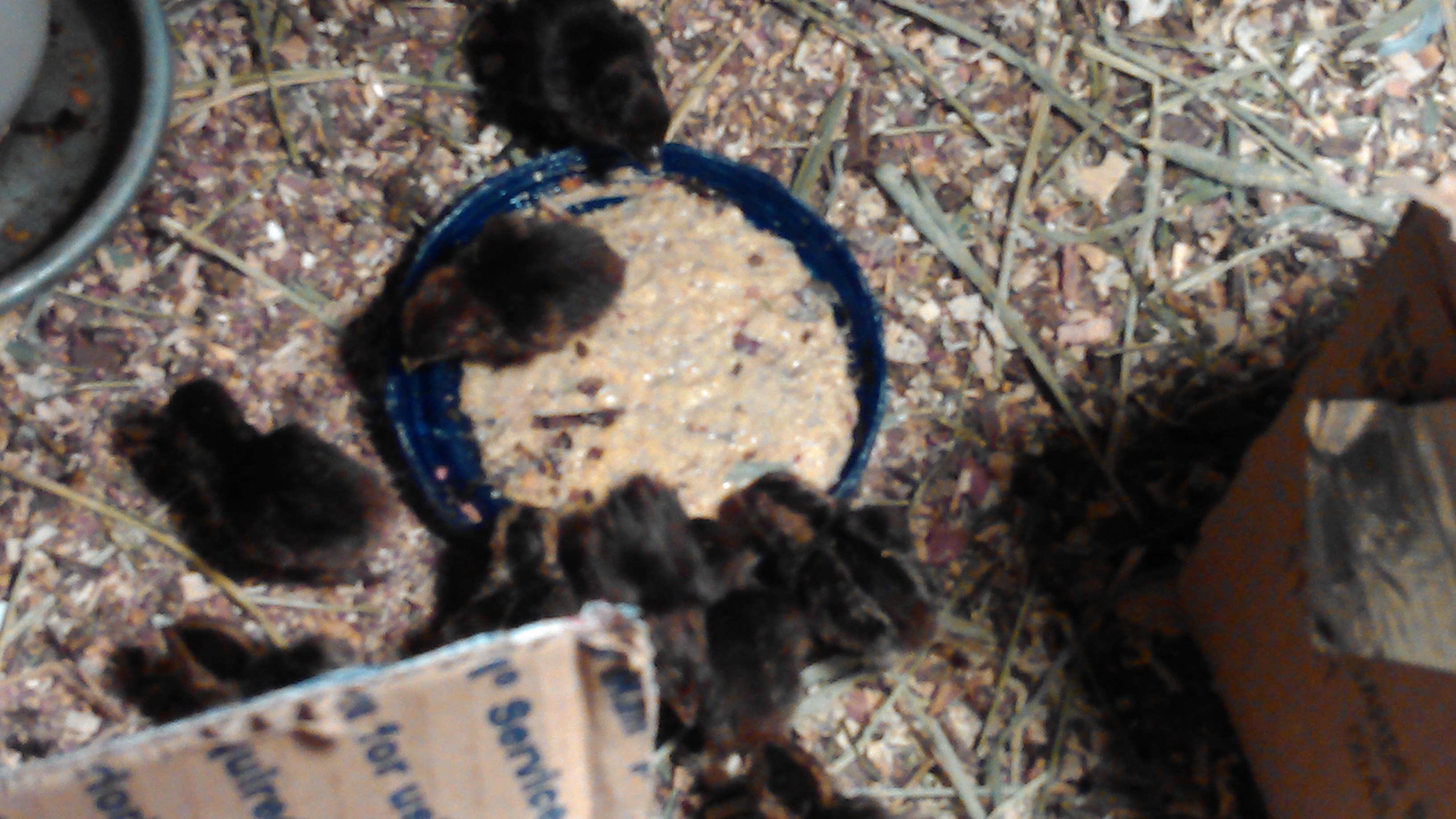 3/12 quail hatch