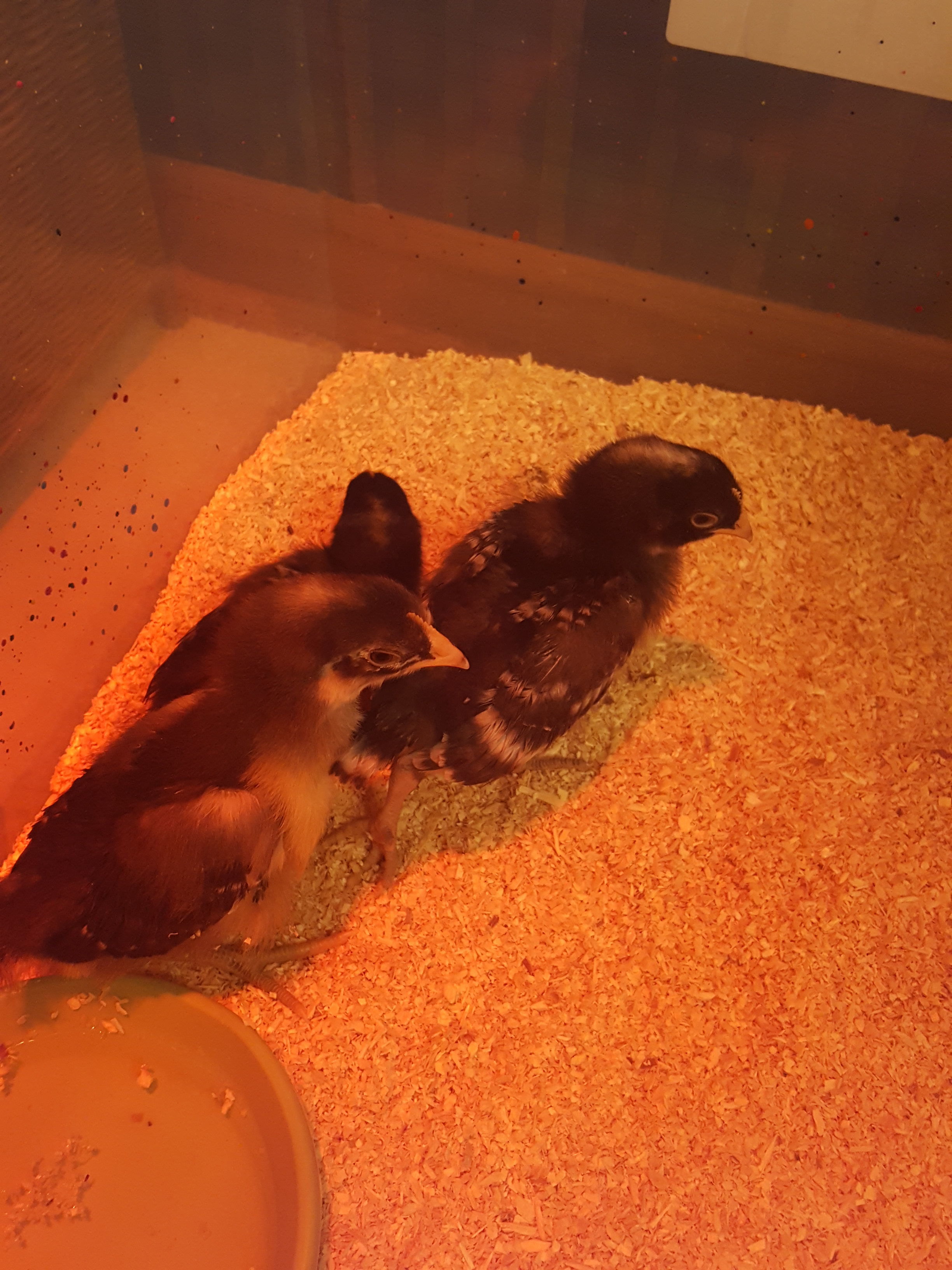 3-13-17 one week old