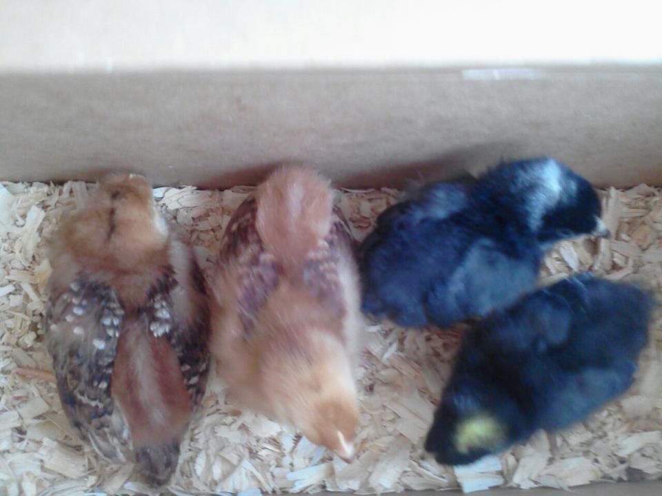 3/26/12 bringin home my first chicks