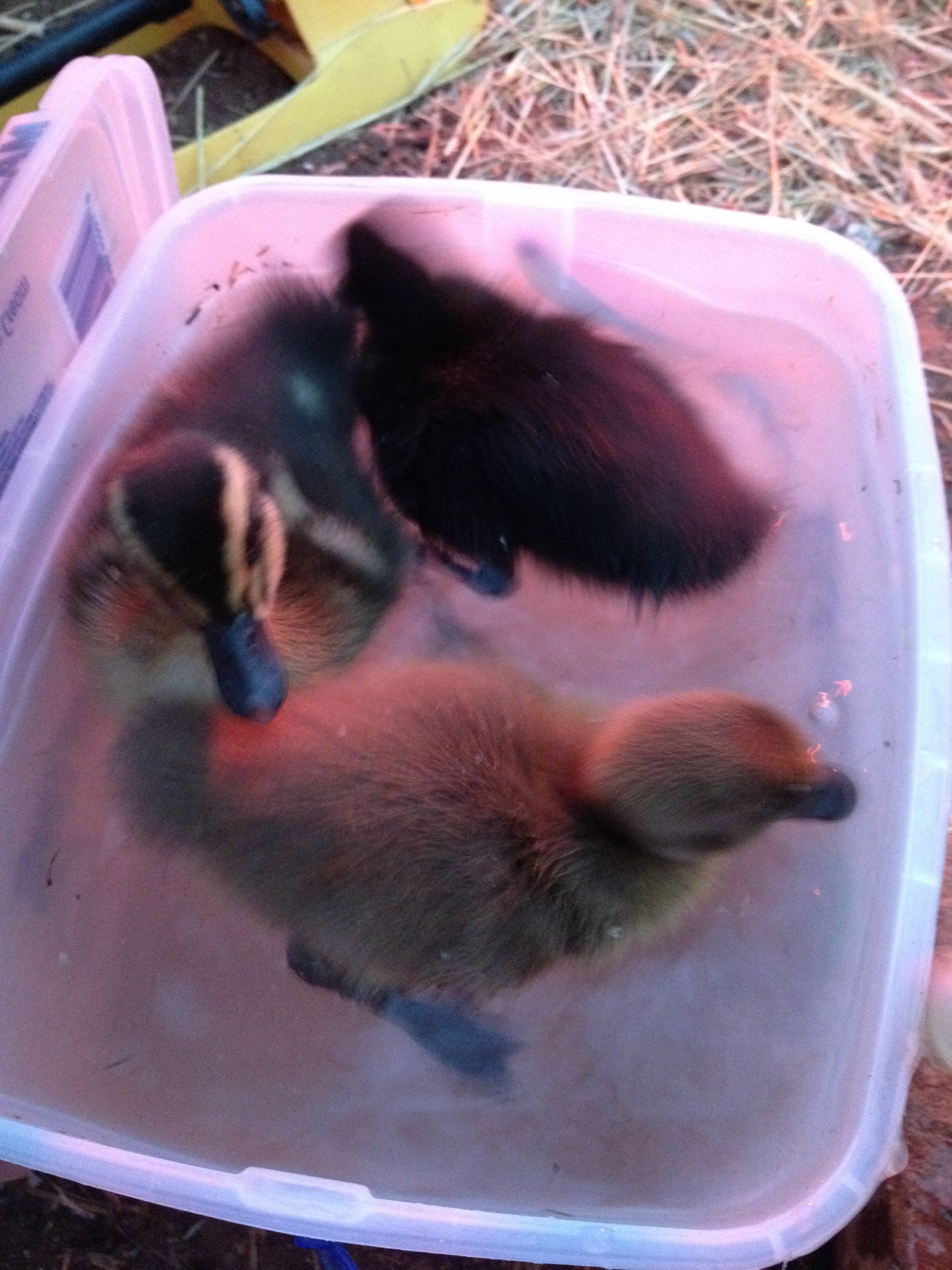 3/27/2014 On their first day they found their way up in a plastic container full of water to swim.