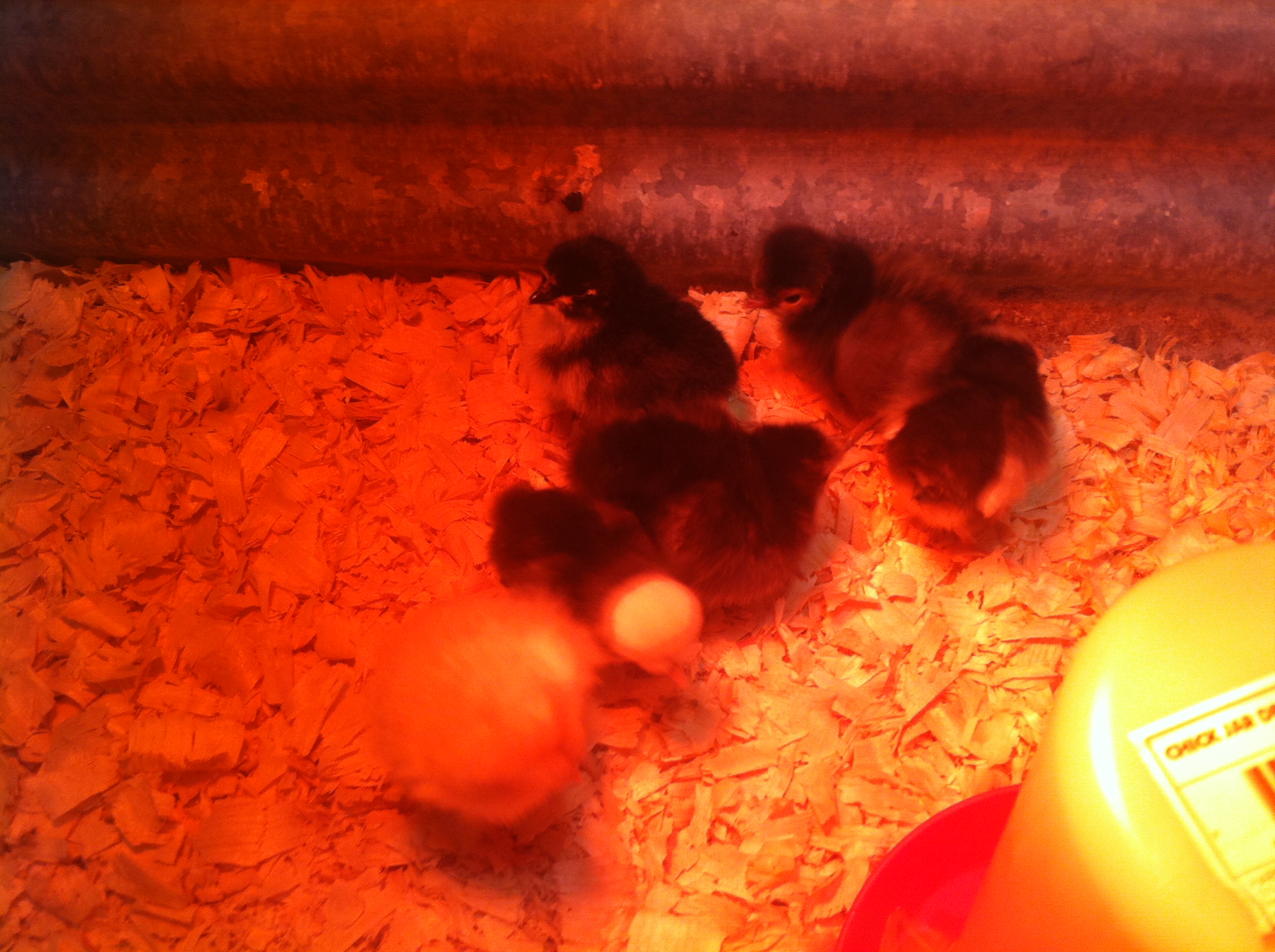 3/3/2014 Got 6 new babies: White Crested Black Polish, Golden Polish, Black Australorp, Light Brahma, Lakenvelder and a Buff Cochin