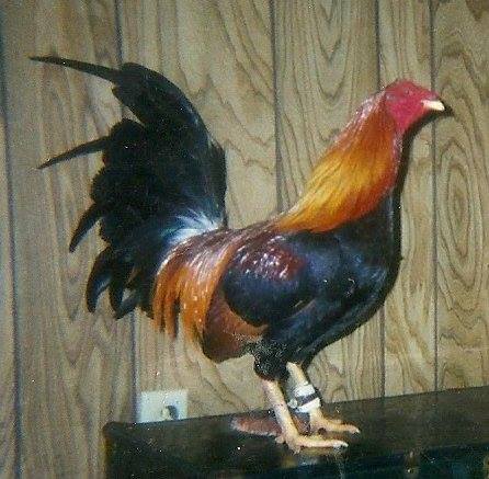 3/4 Madigan Claret -1/4 Lieper Hatch Cock-  3 Time Winner