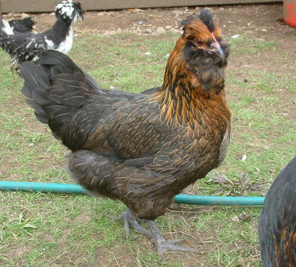 3/4 Marans 1/4 Polish pullet
