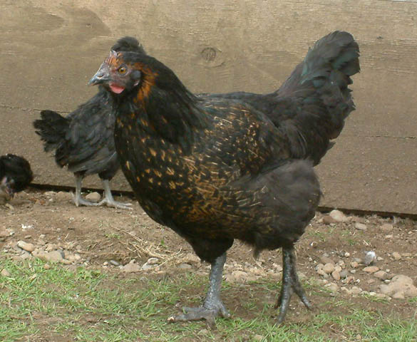 3/4 Marans 1/4 Polish pullet