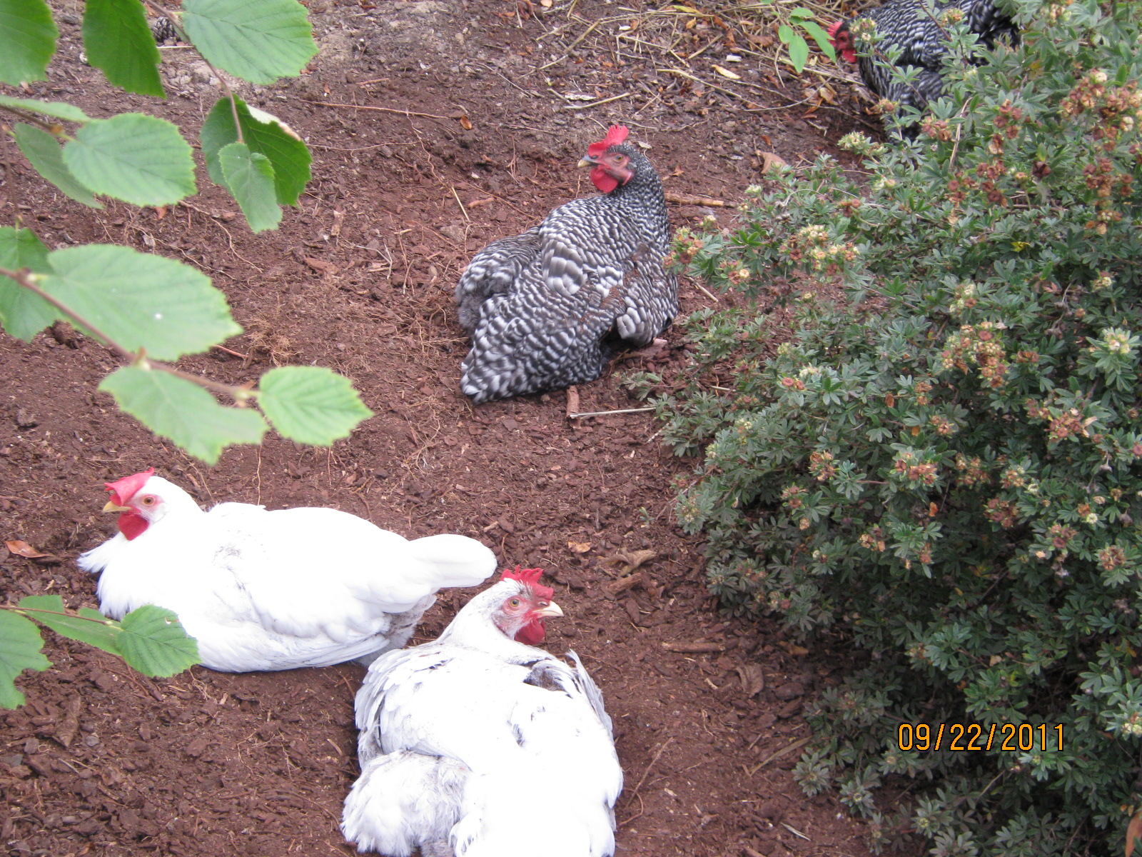 3/4 of my original four hens dustbathing.  The fourth, named "You" foraging nearby