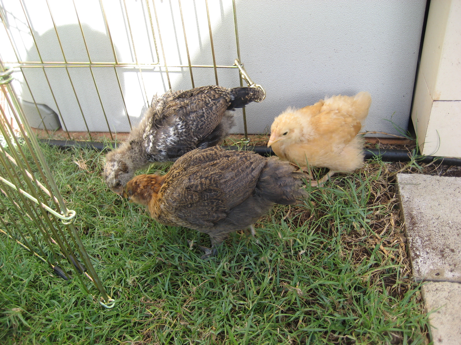 3-4 week old chicks
