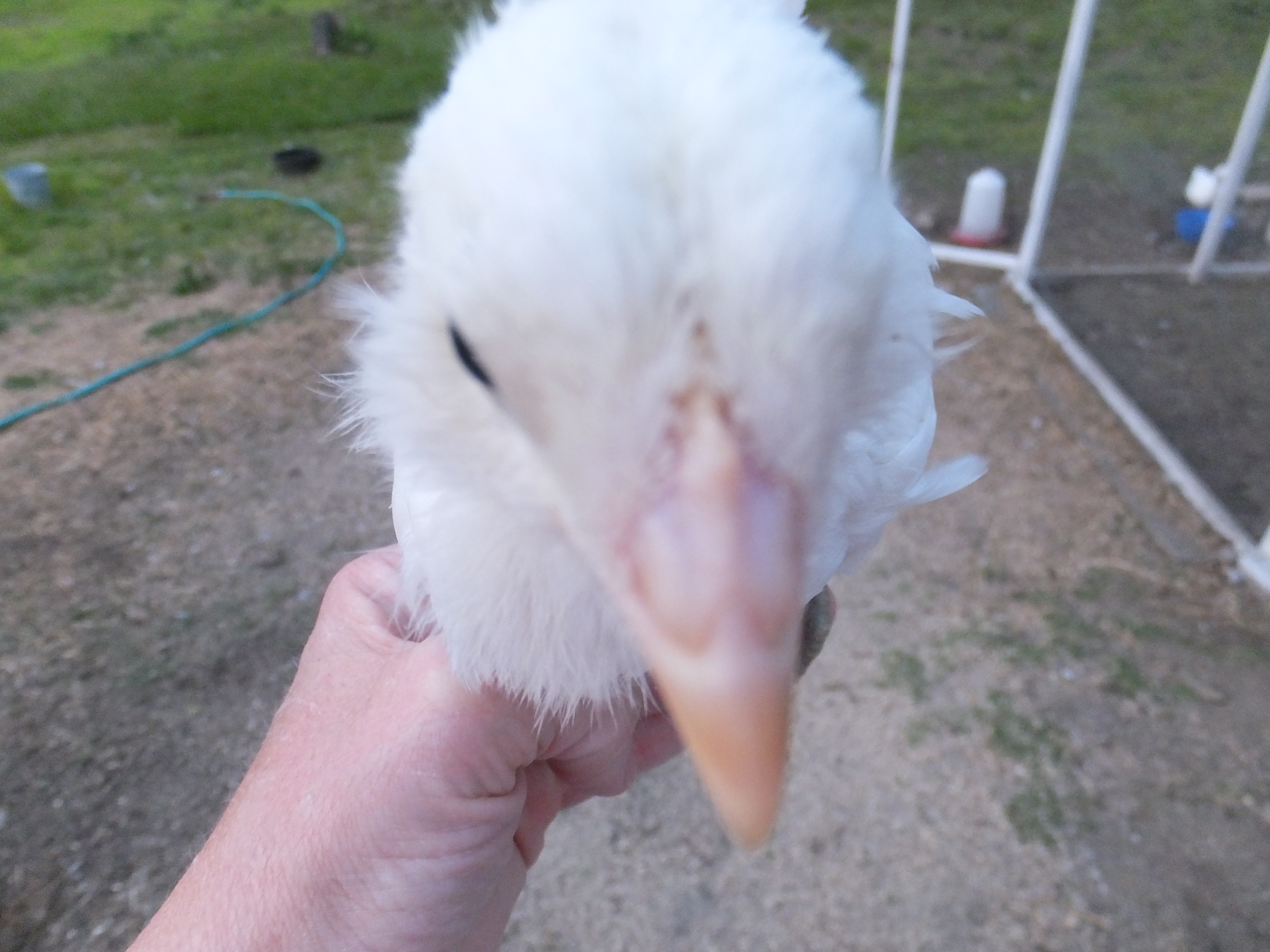 #3 -  4 week roo or pullet (head)  all white