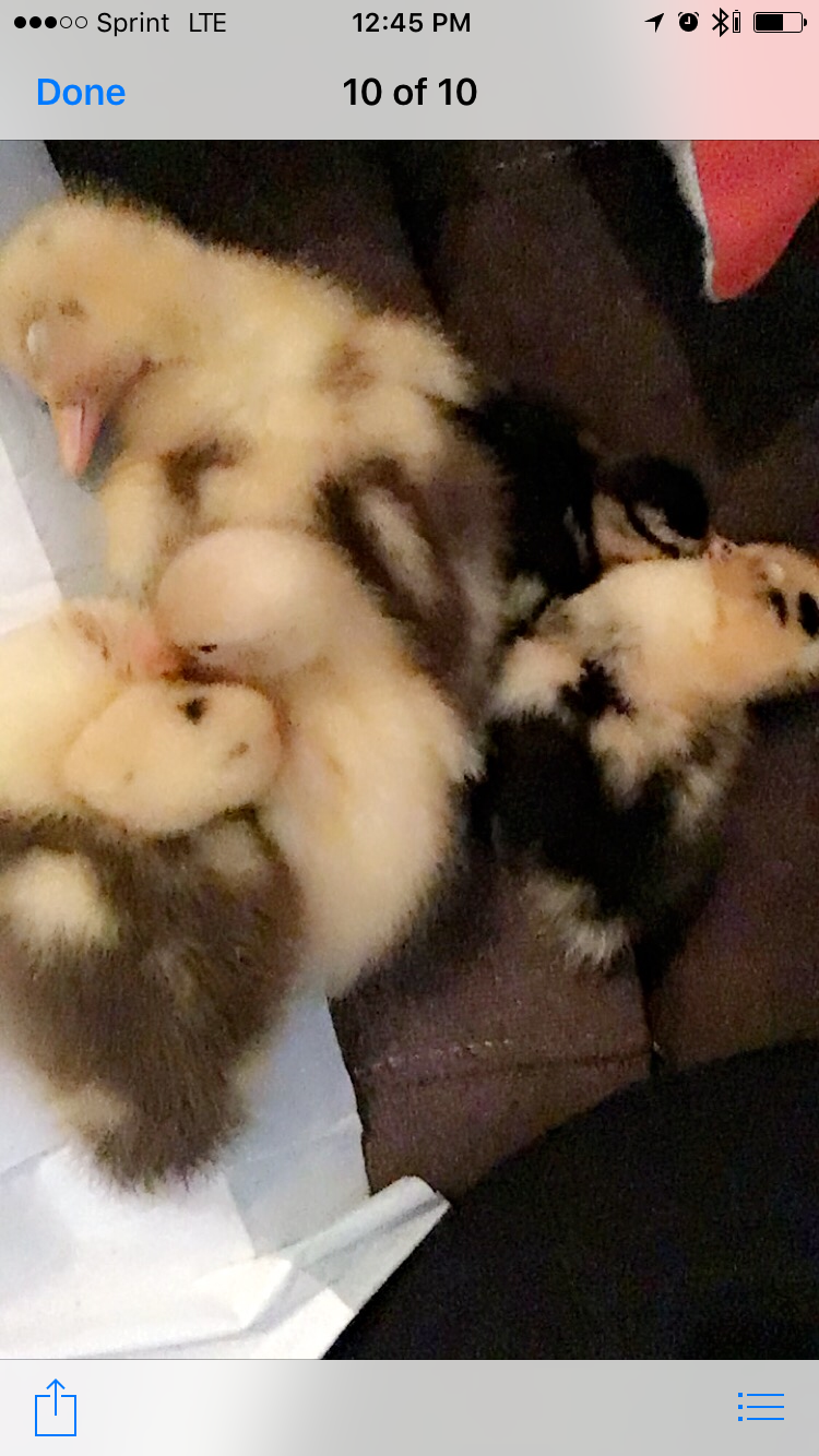 3 Ancona ducklings
2 Call Ducklings