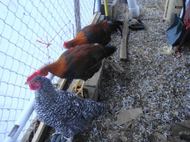 3 at the waterer