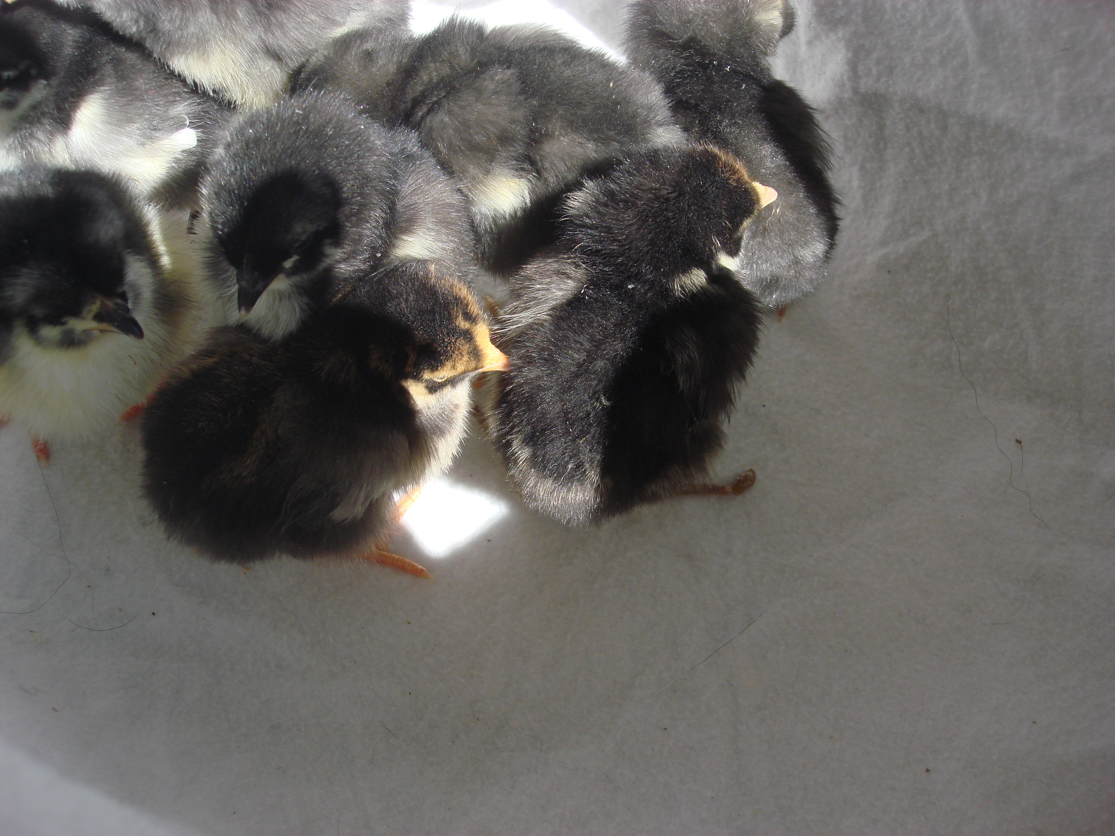 3 barred rocks
3 black austrolorps
1 gold laced wy
1 silver laced wy
5 days old