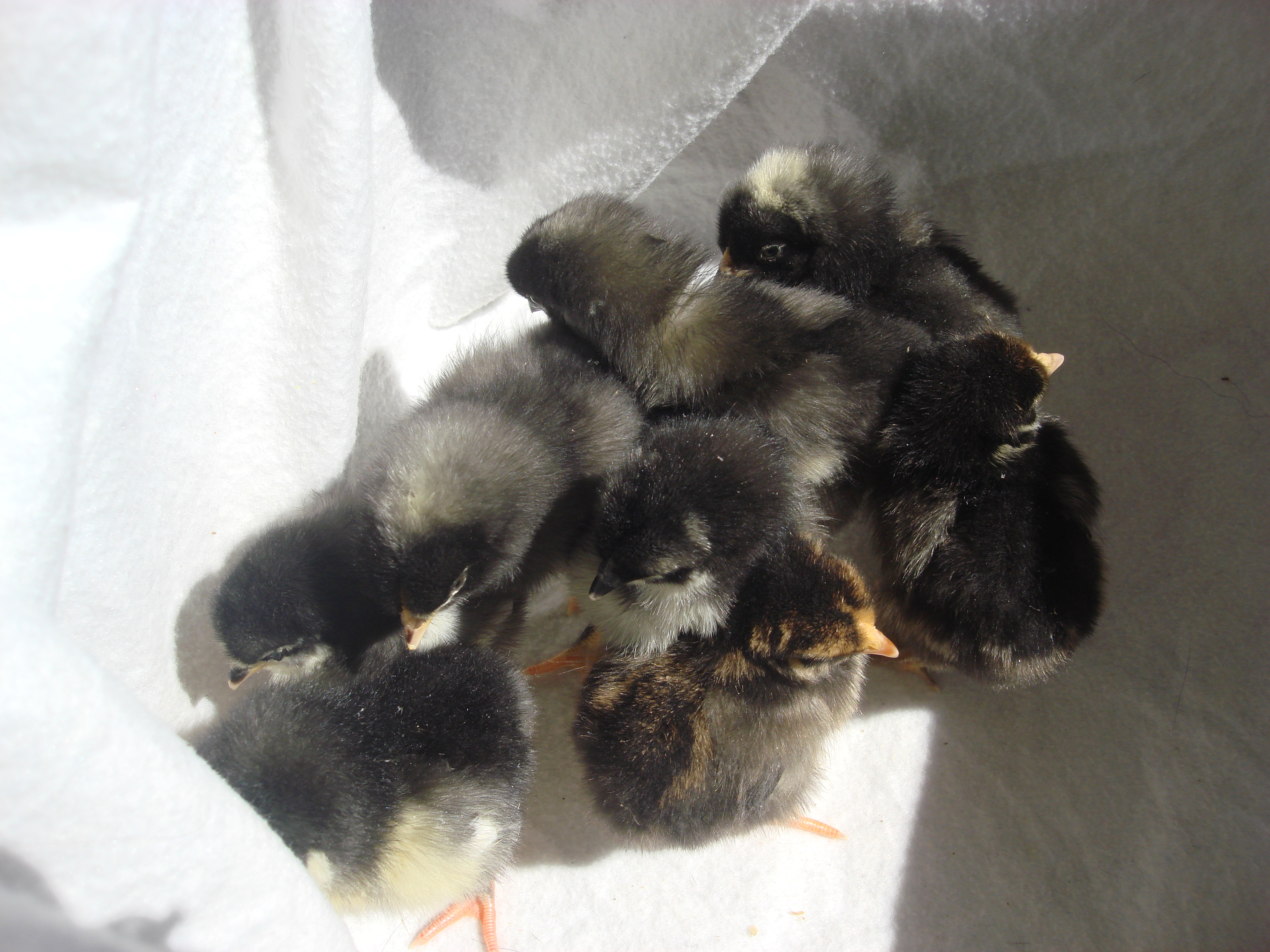 3 barred rocks
3 black austrolorps
1 gold laced wy
1 silver laced wy
5 days old