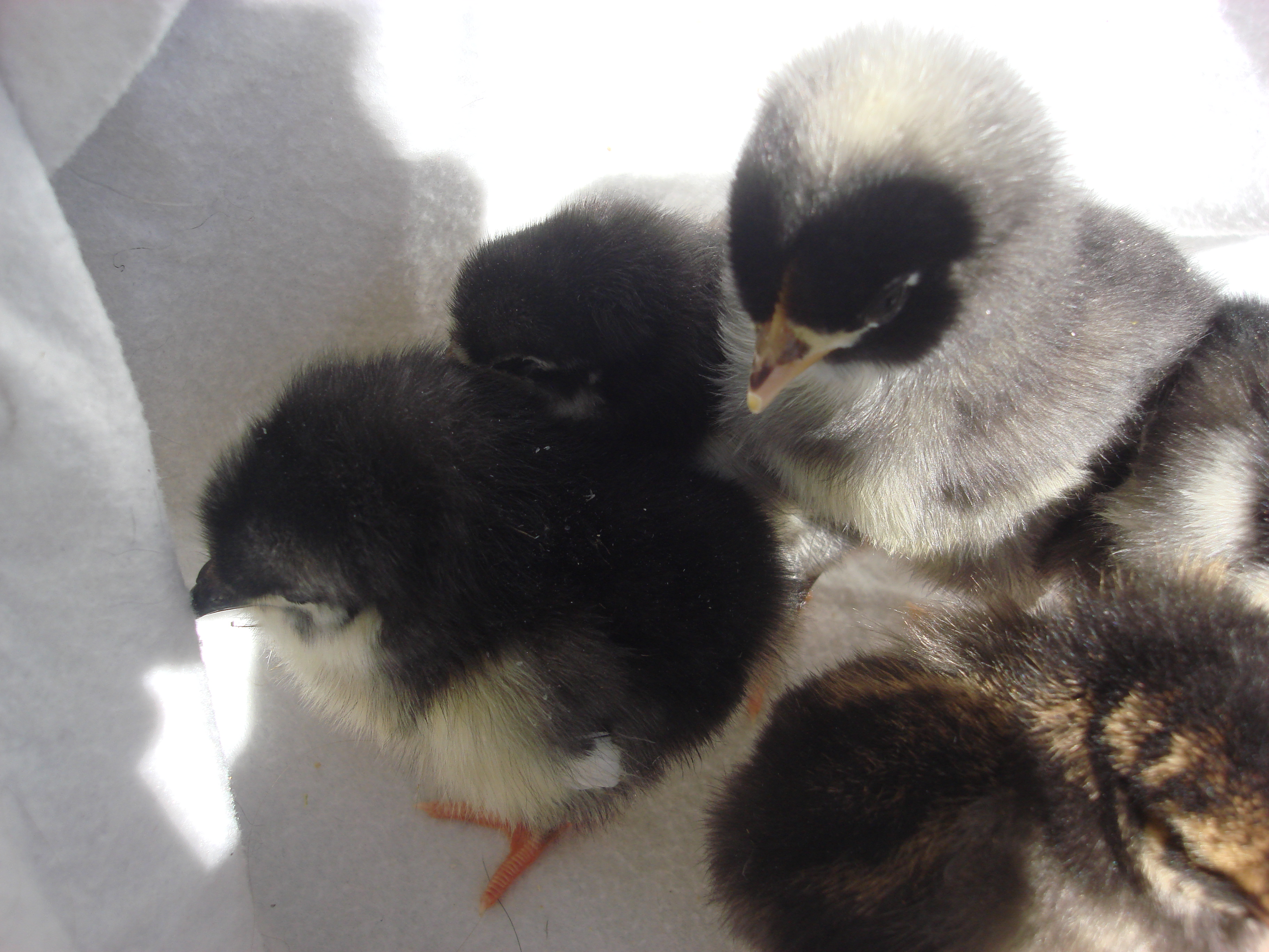 3 barred rocks
3 black austrolorps
1 gold laced wy
1 silver laced wy
5 days old