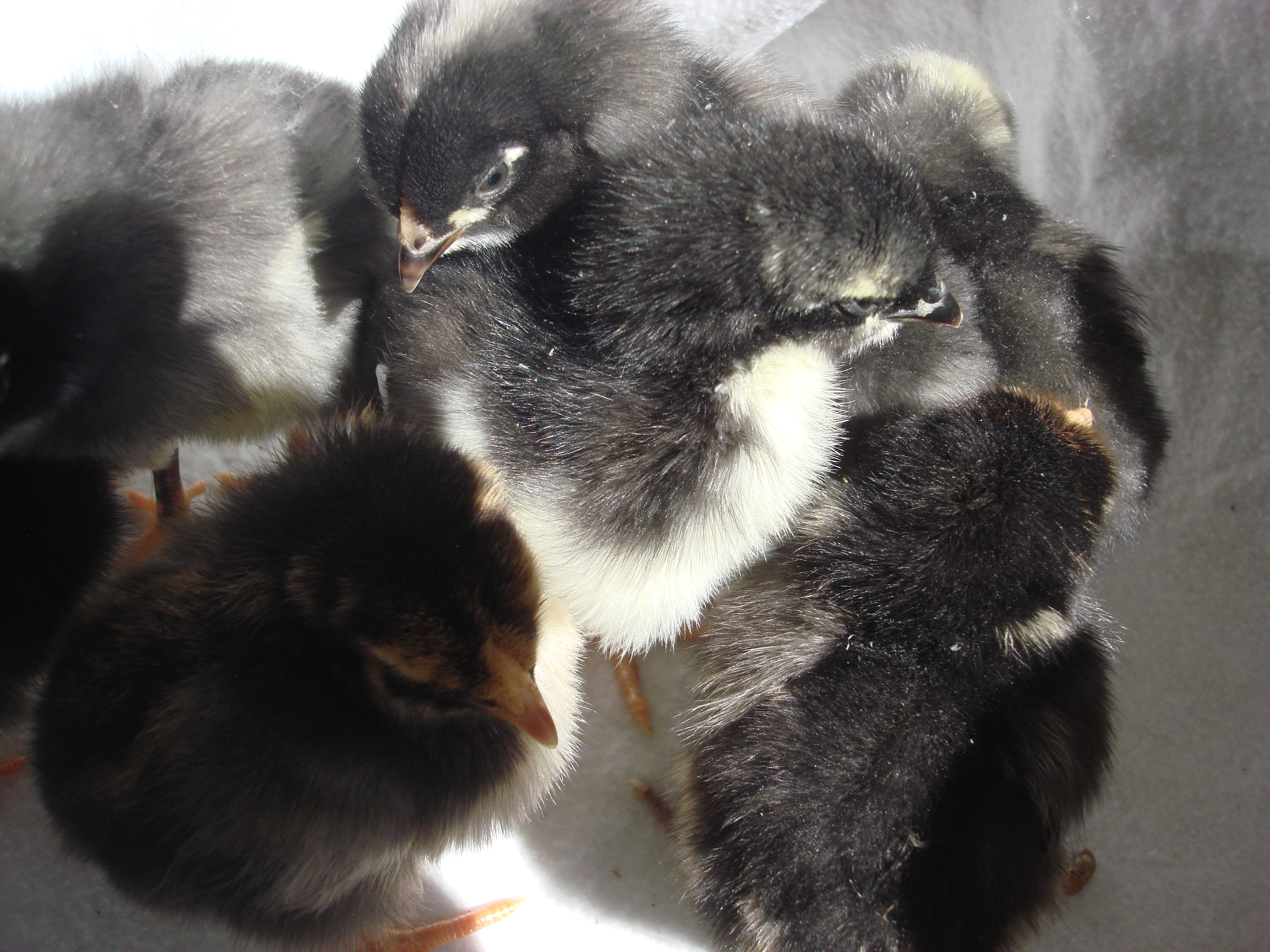 3 barred rocks
3 black austrolorps
1 gold laced wy
1 silver laced wy
5 days old