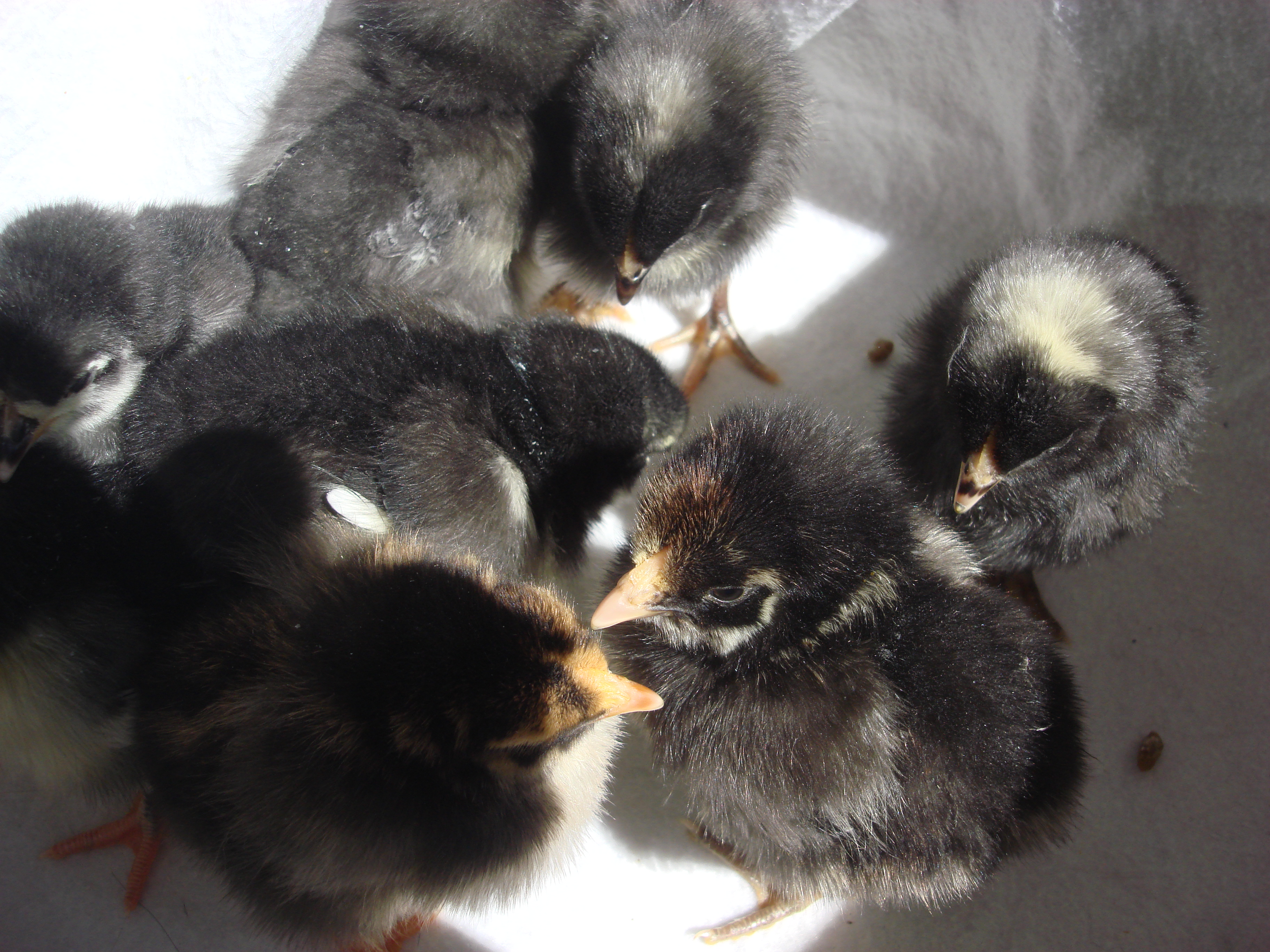 3 barred rocks
3 black austrolorps
1 gold laced wy
1 silver laced wy
5 days old
