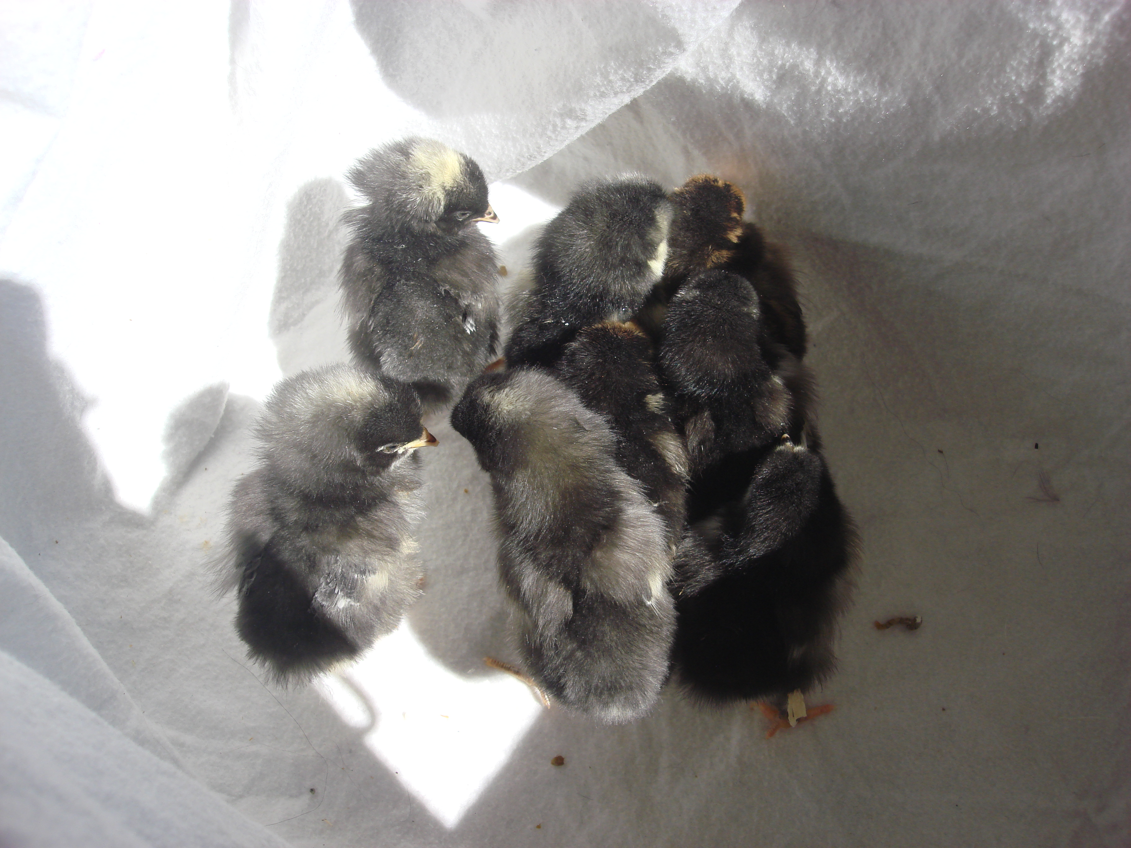 3 barred rocks
3 black austrolorps
1 gold laced wy
1 silver laced wy
5 days old