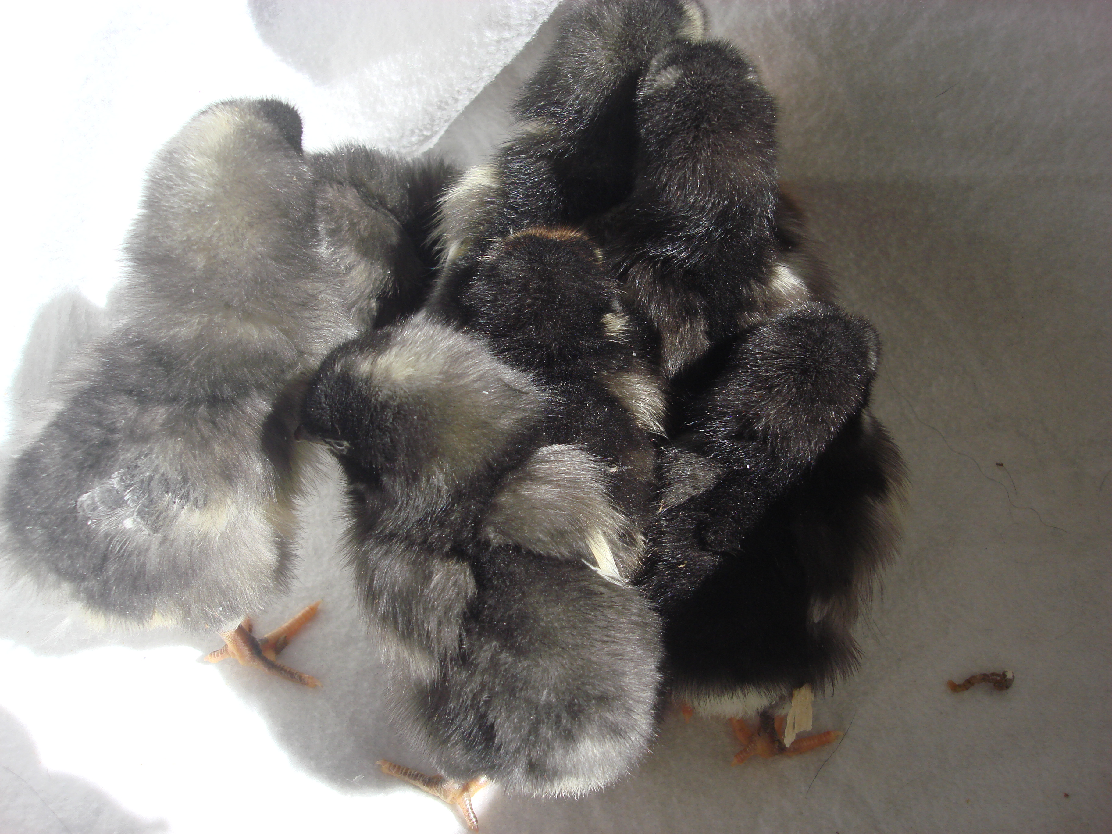 3 barred rocks
3 black austrolorps
1 gold laced wy
1 silver laced wy
5 days old