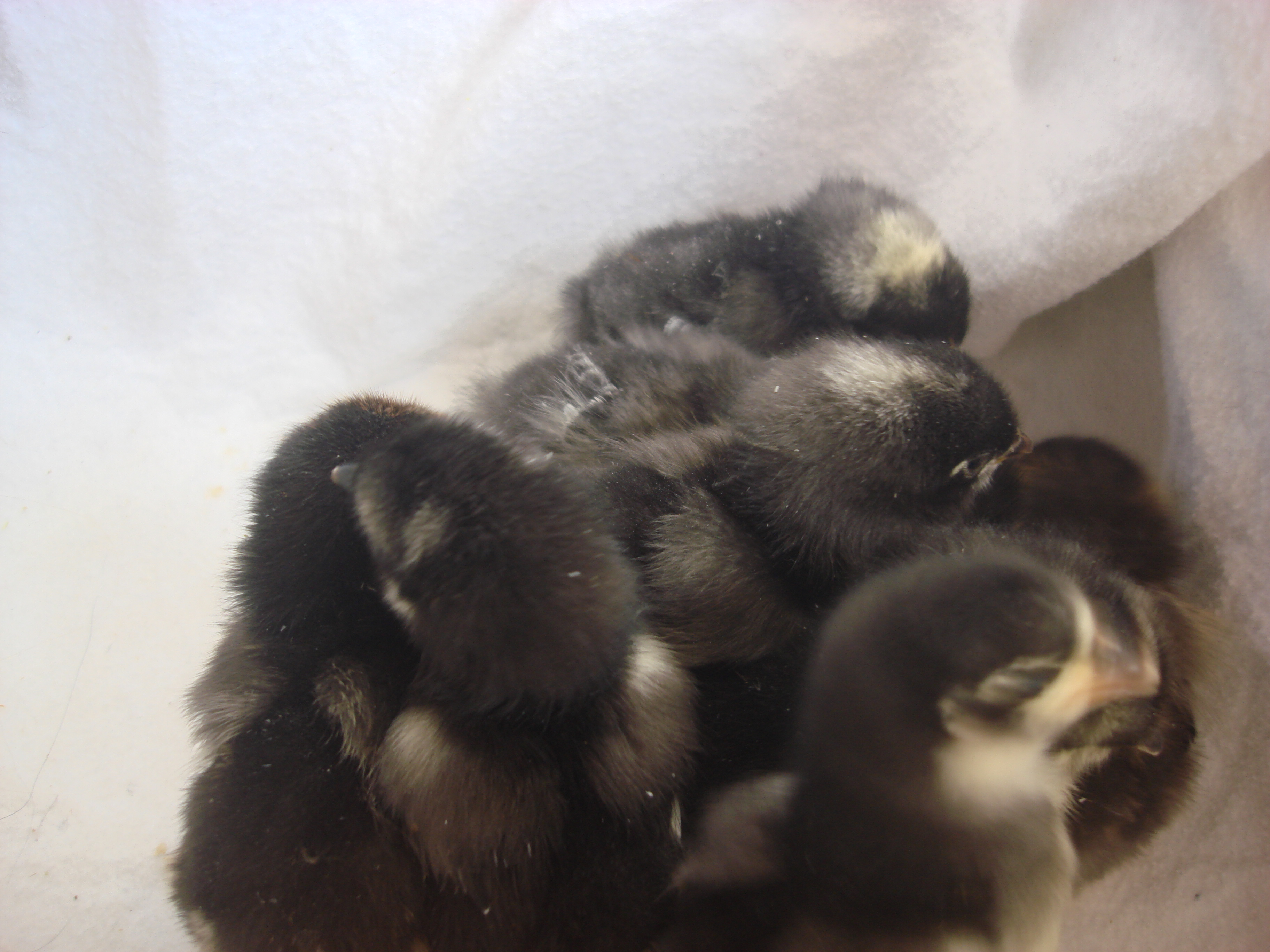 3 barred rocks
3 black austrolorps
1 gold laced wy
1 silver laced wy
5 days old