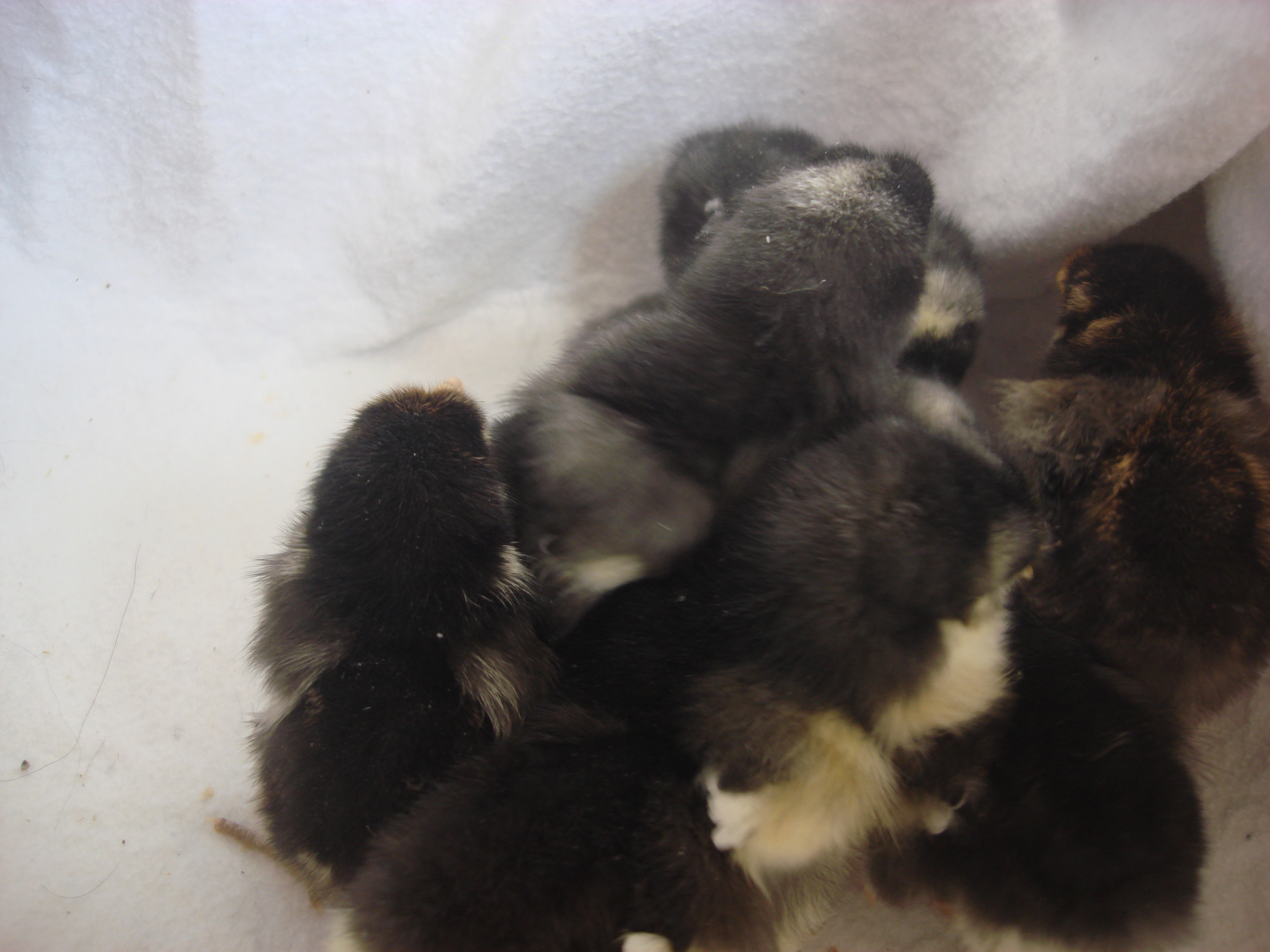3 barred rocks
3 black austrolorps
1 gold laced wy
1 silver laced wy
5 days old